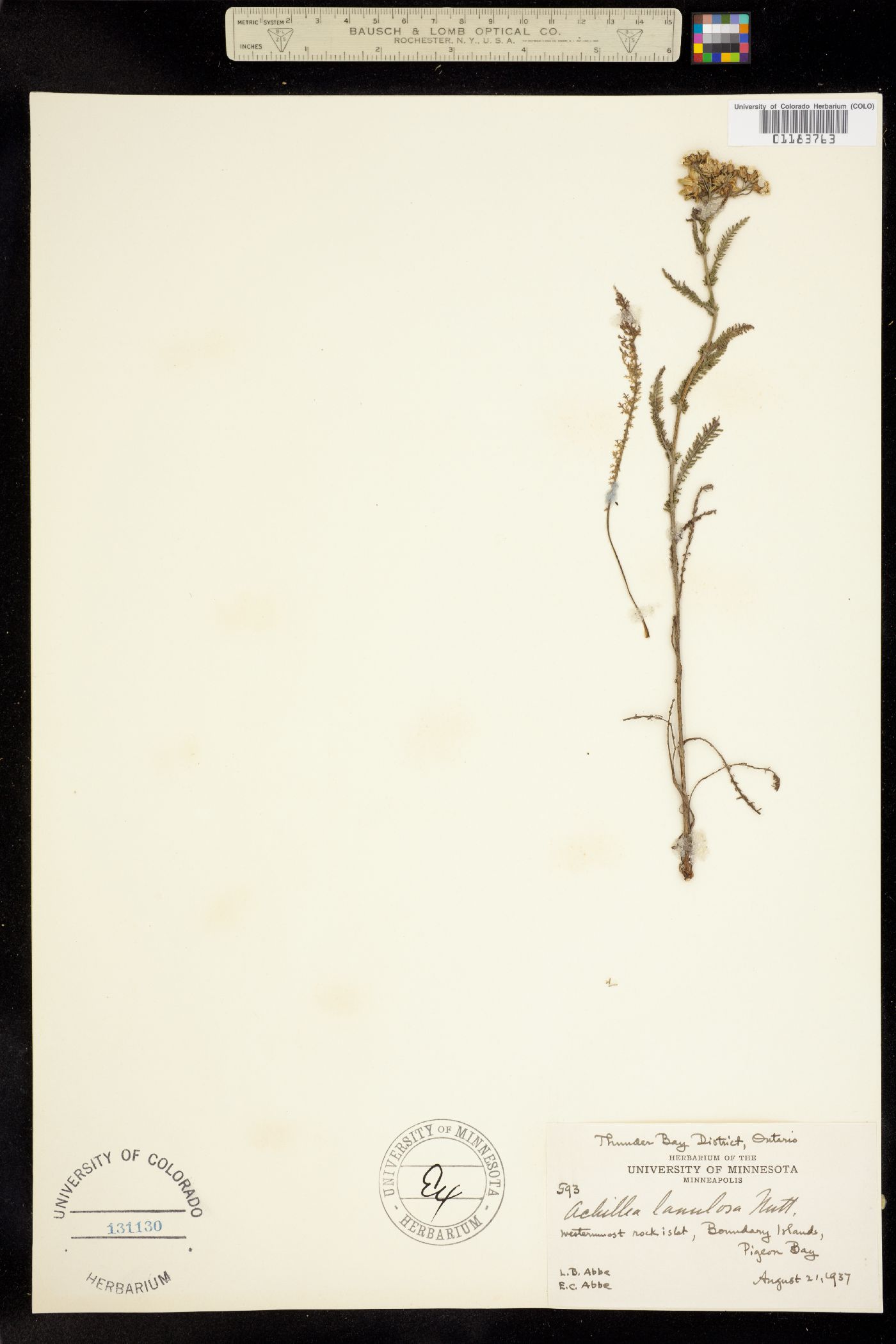 Achillea millefolium image
