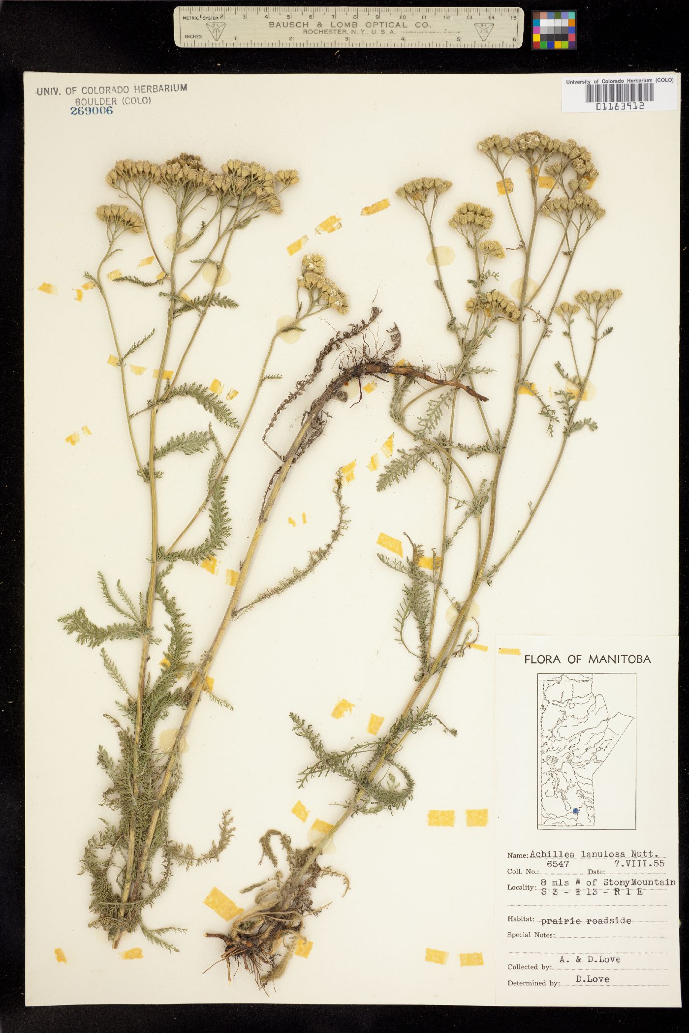 Achillea image