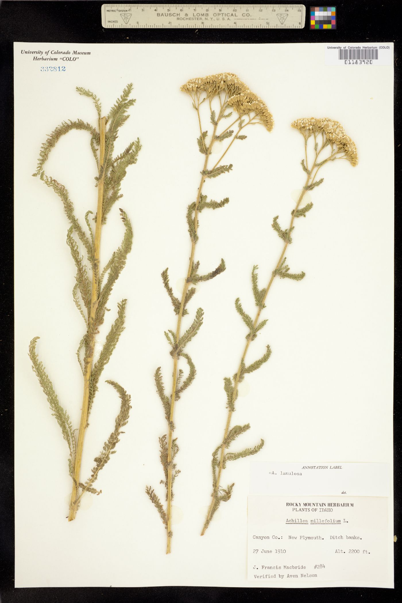 Achillea millefolium image