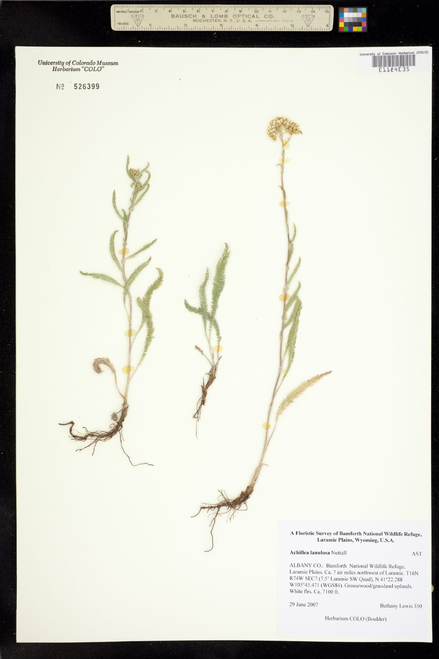 Achillea millefolium image
