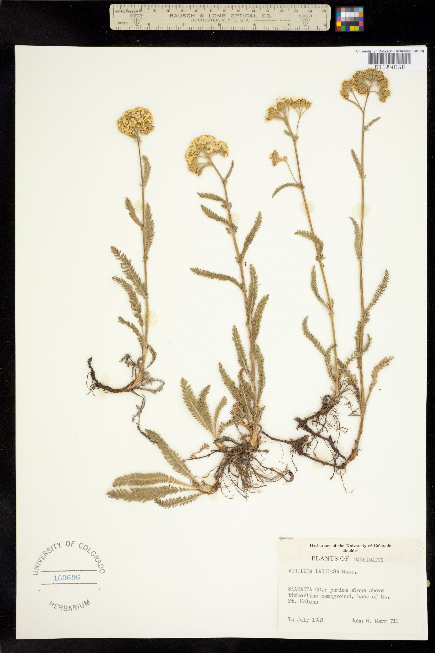 Achillea millefolium image