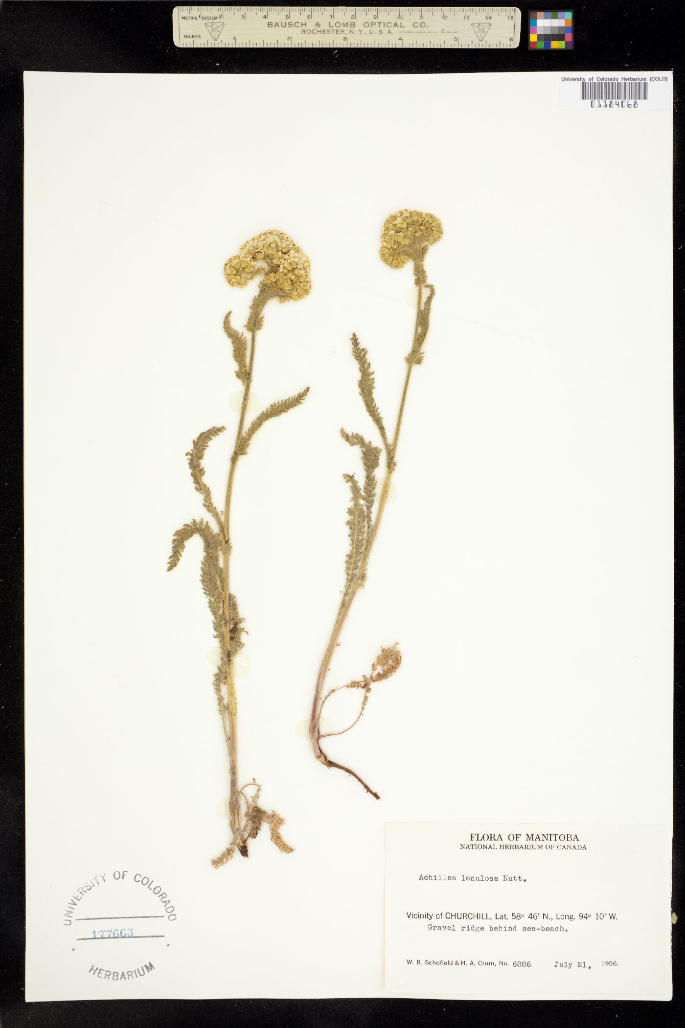 Achillea image