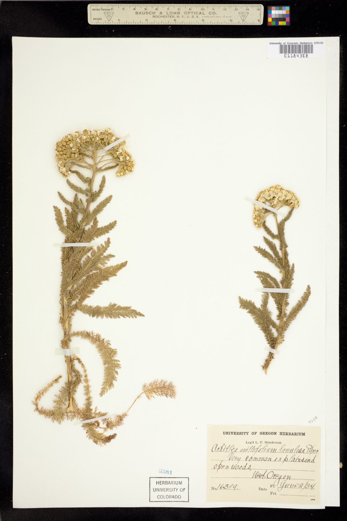Achillea millefolium image