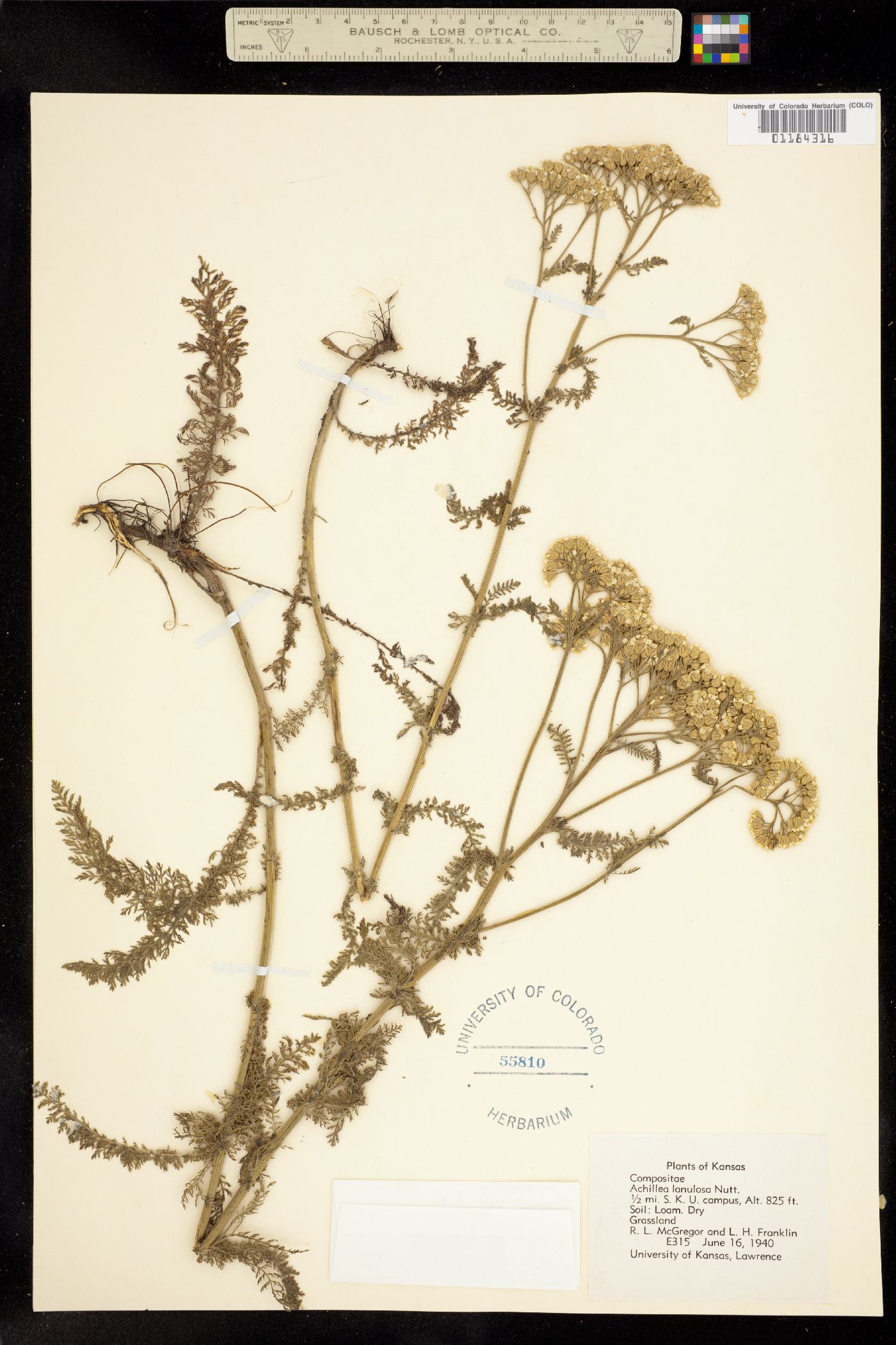 Achillea millefolium image