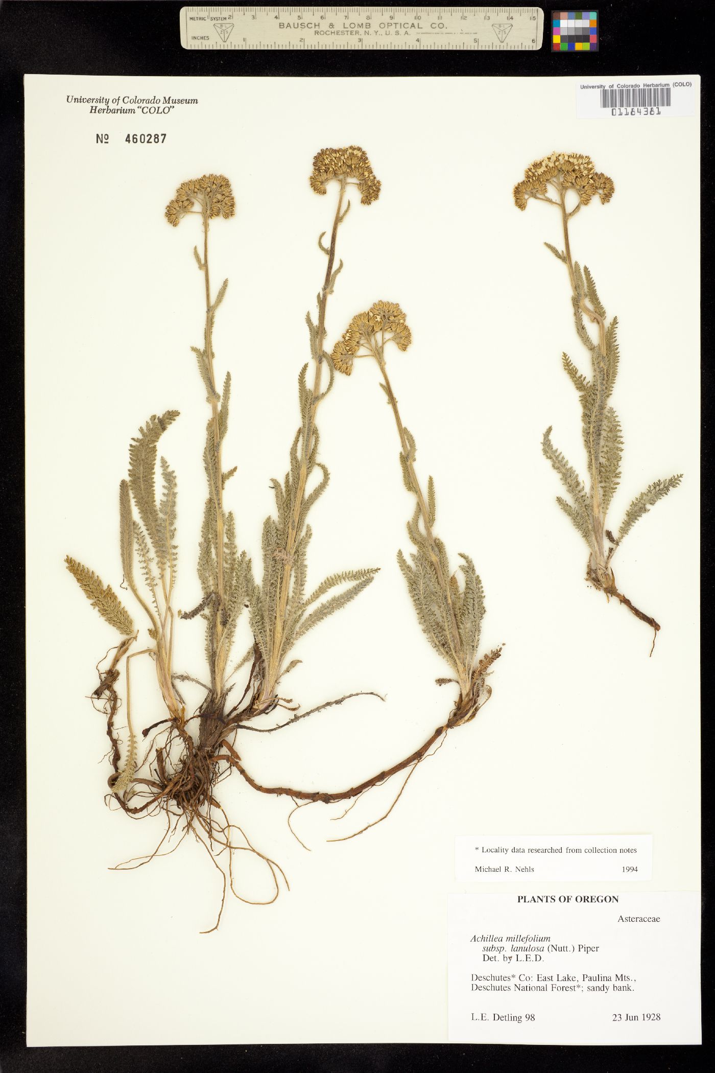 Achillea millefolium image