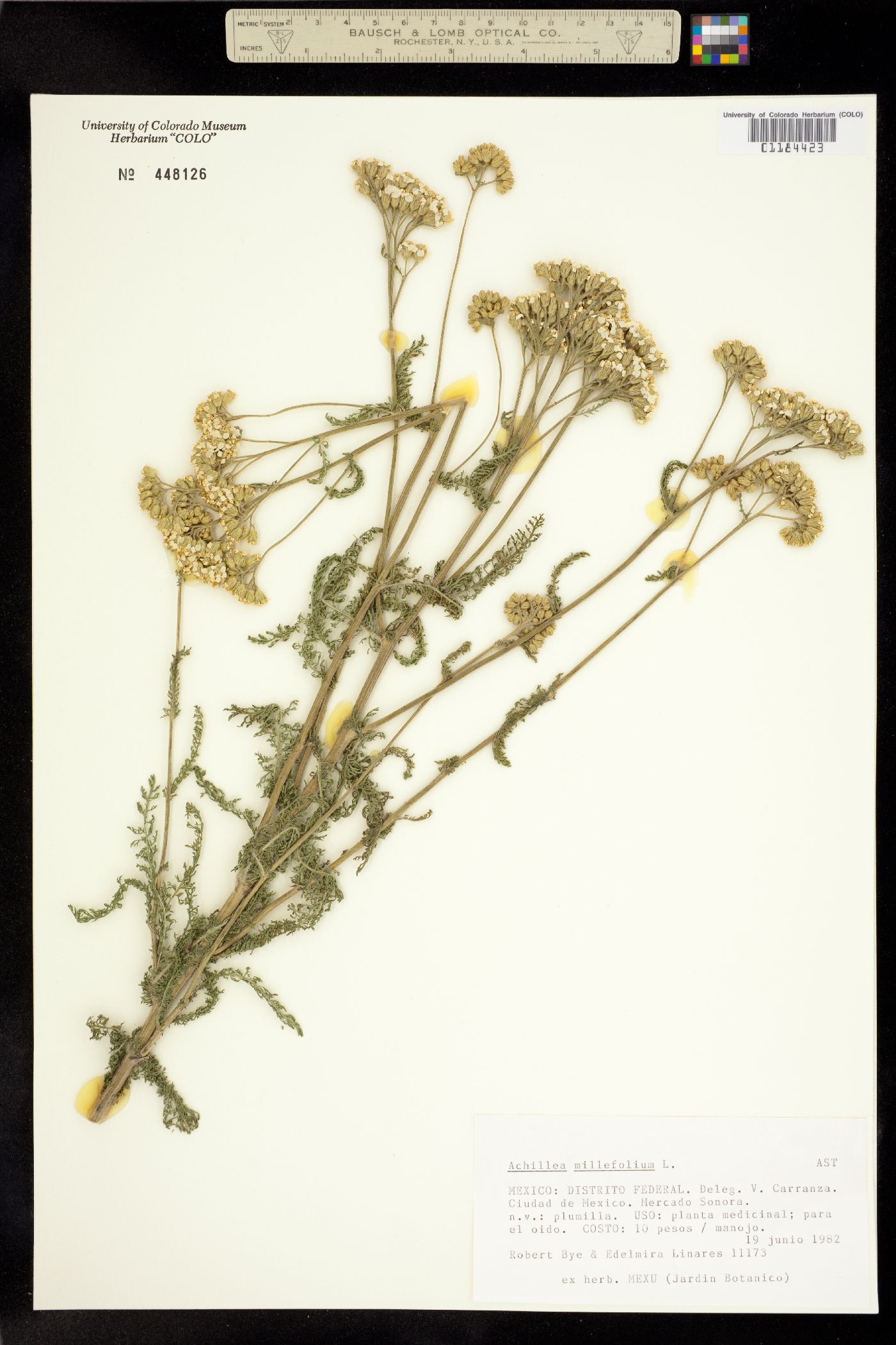 Achillea millefolium image