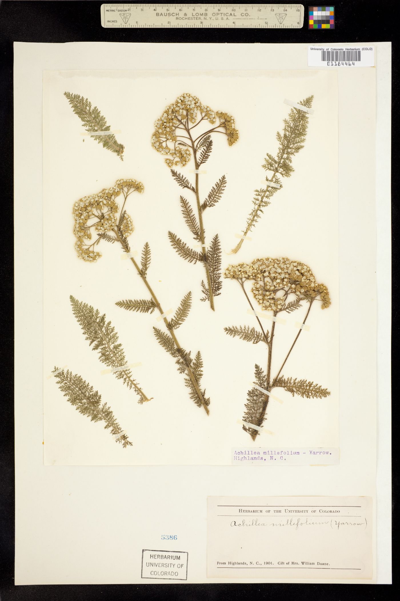 Achillea image