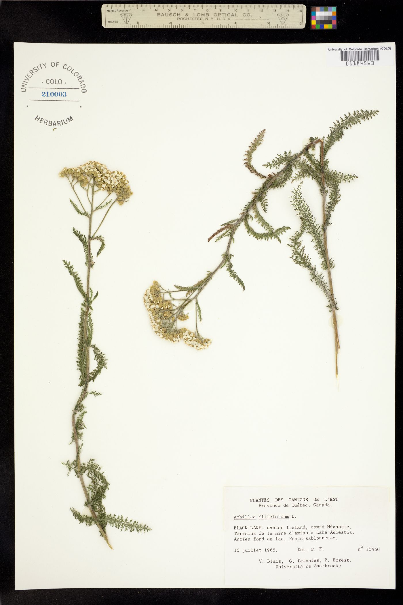 Achillea millefolium image