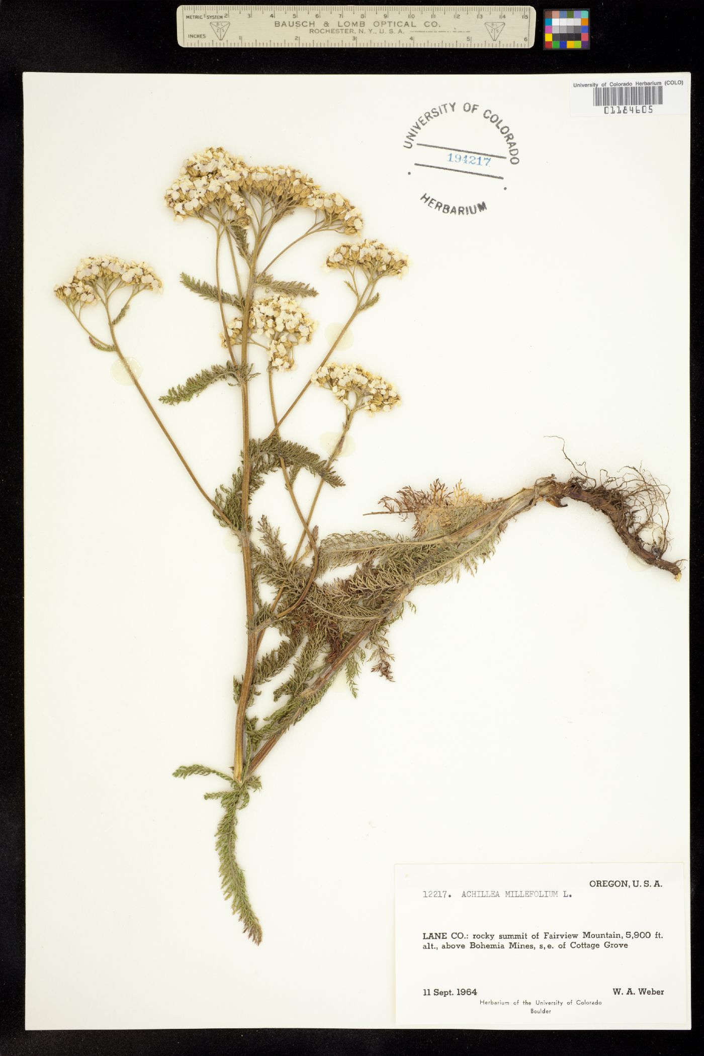 Achillea millefolium image