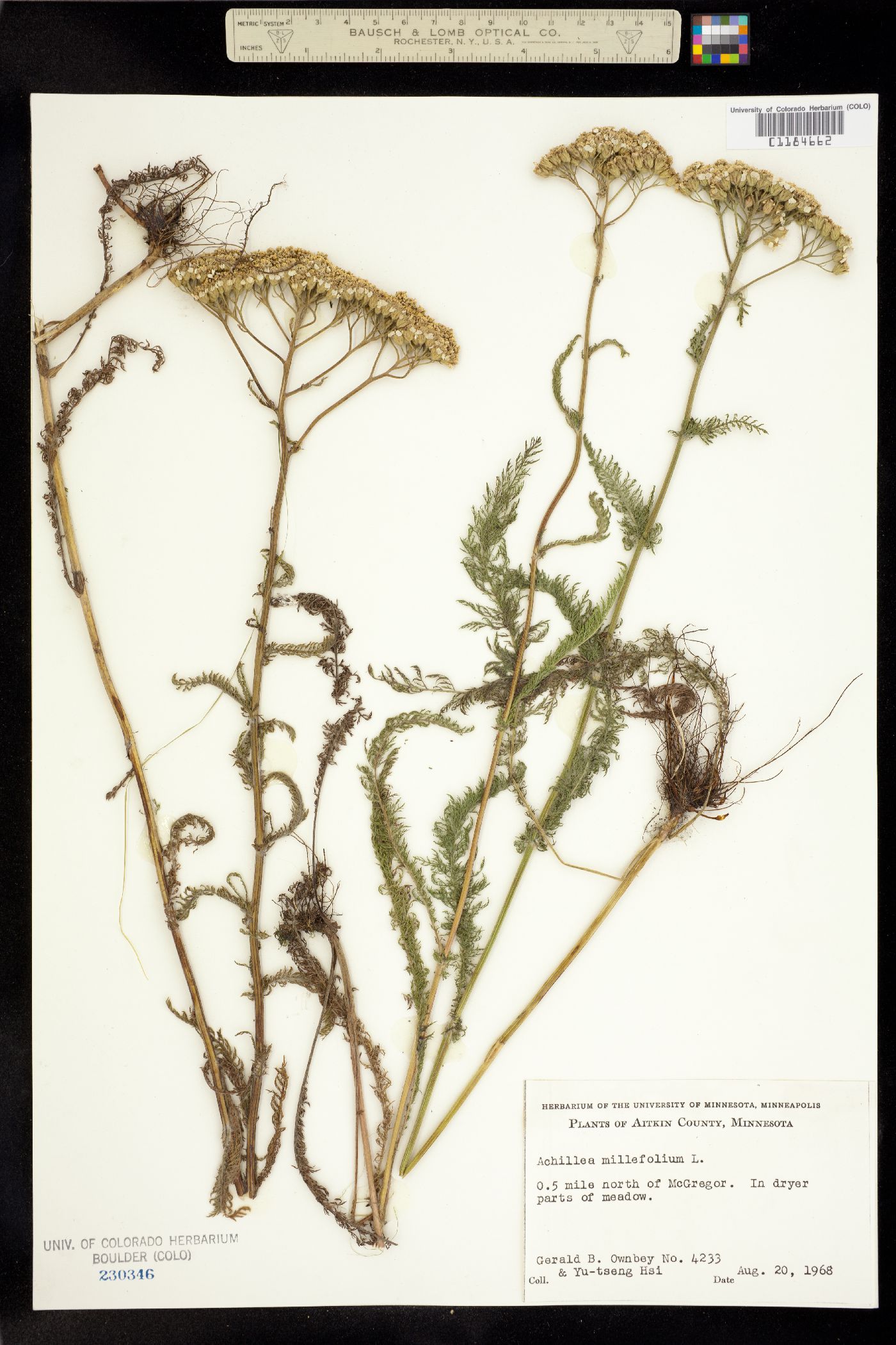 Achillea millefolium image