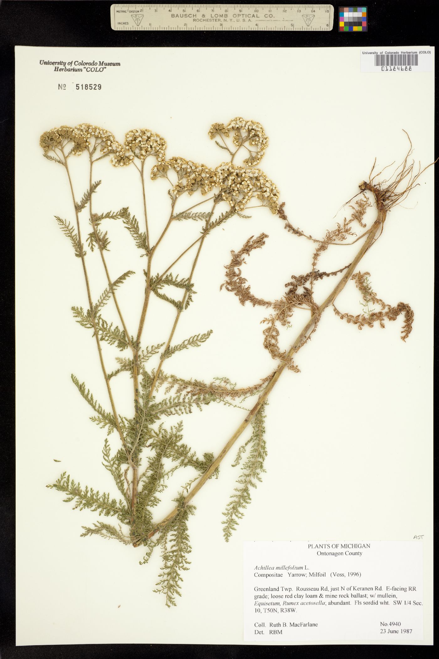 Achillea millefolium image