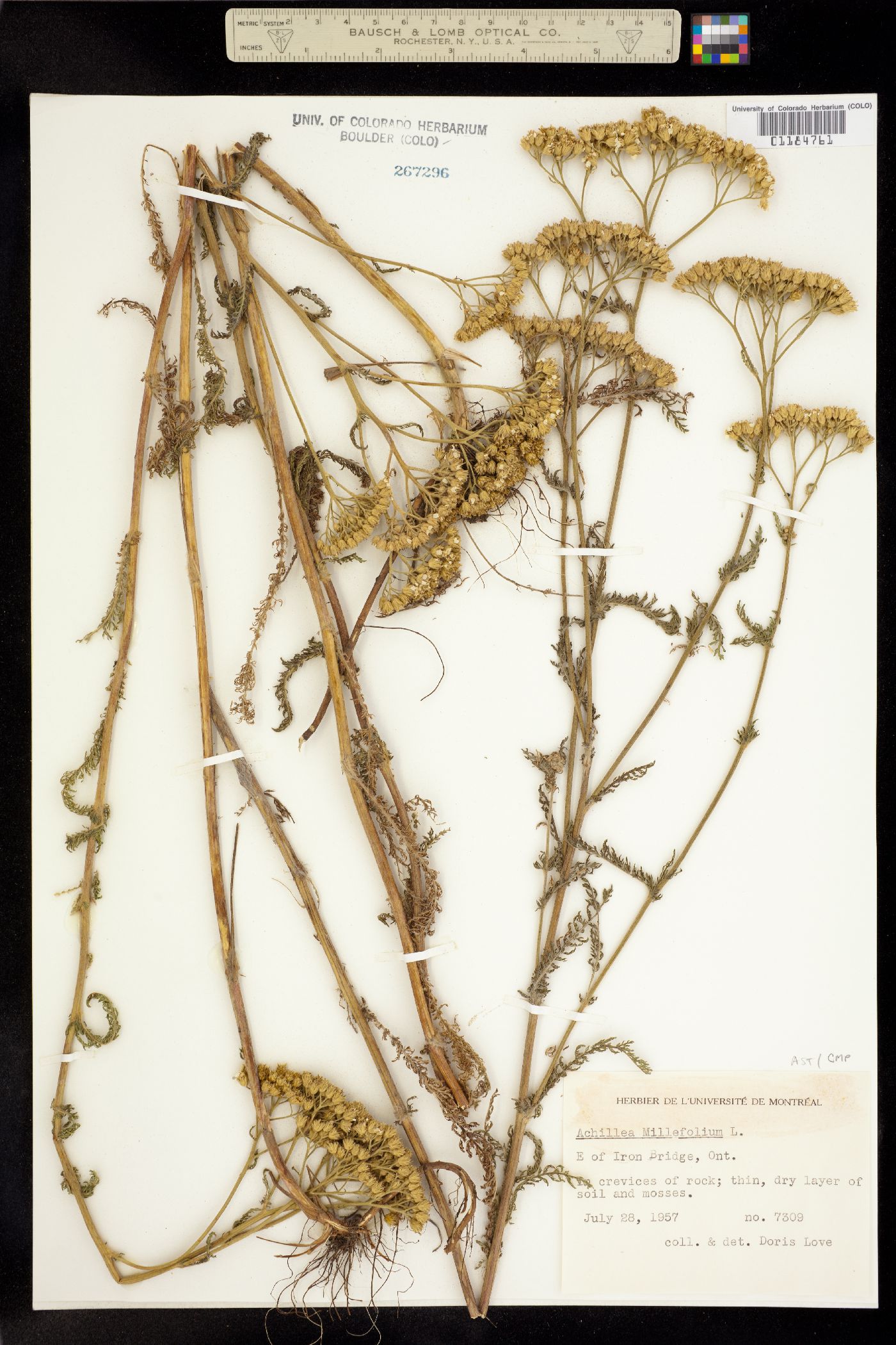 Achillea millefolium image
