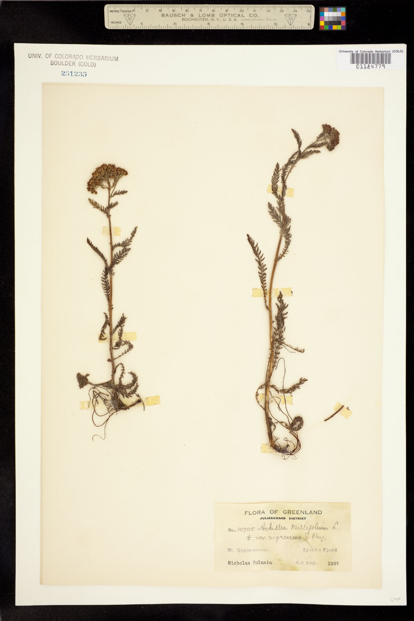 Achillea millefolium image