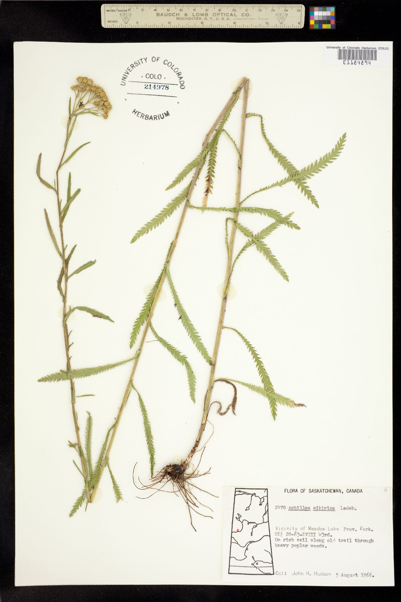 Achillea alpina image