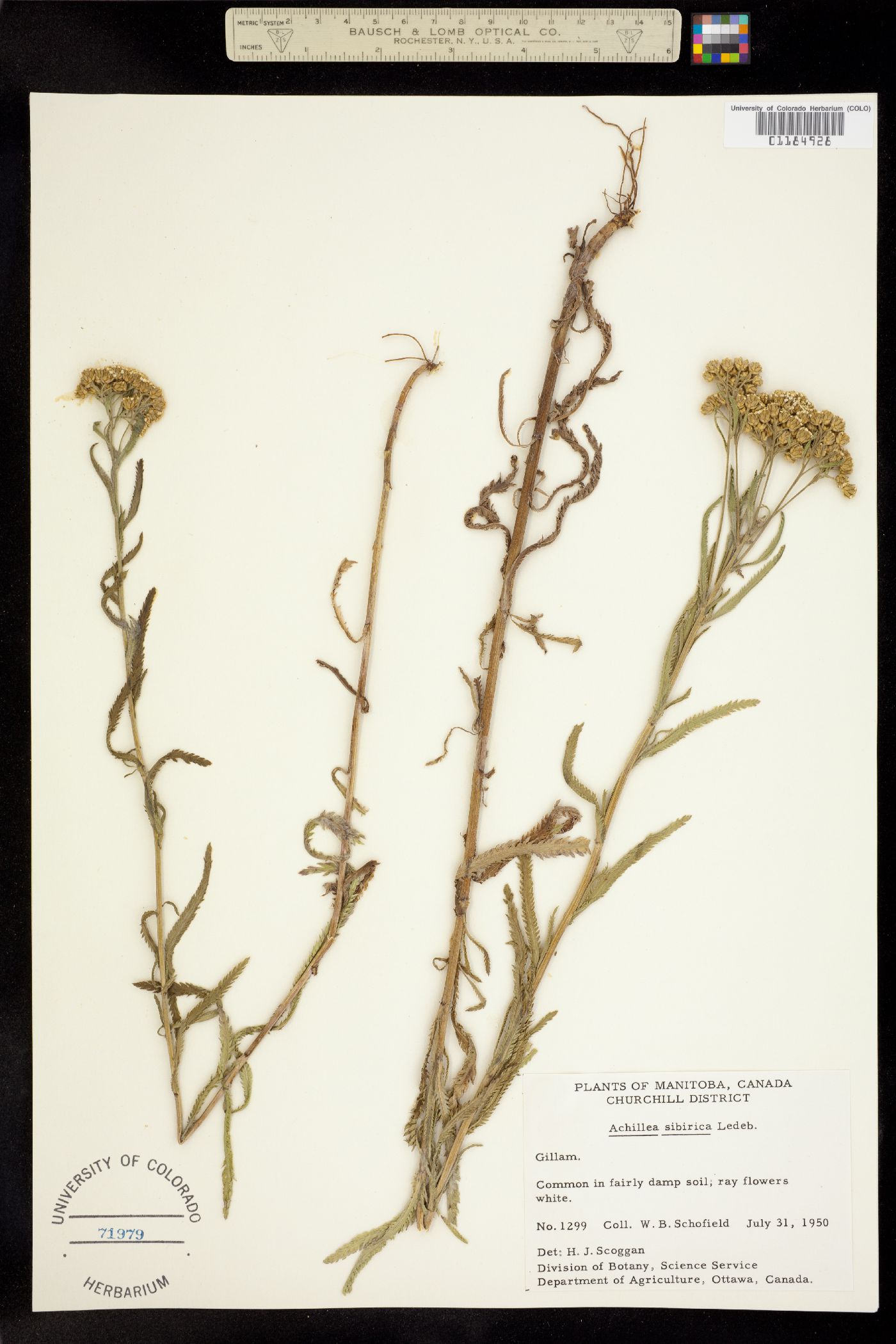 Achillea alpina image