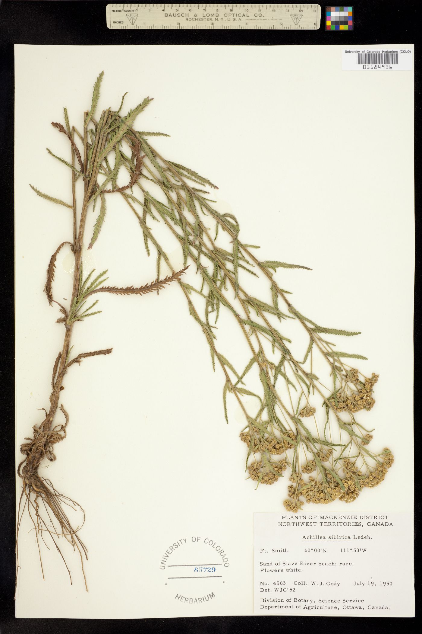 Achillea alpina image