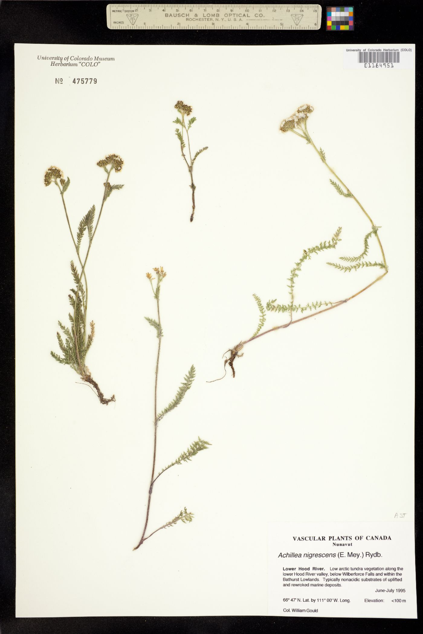 Achillea millefolium image