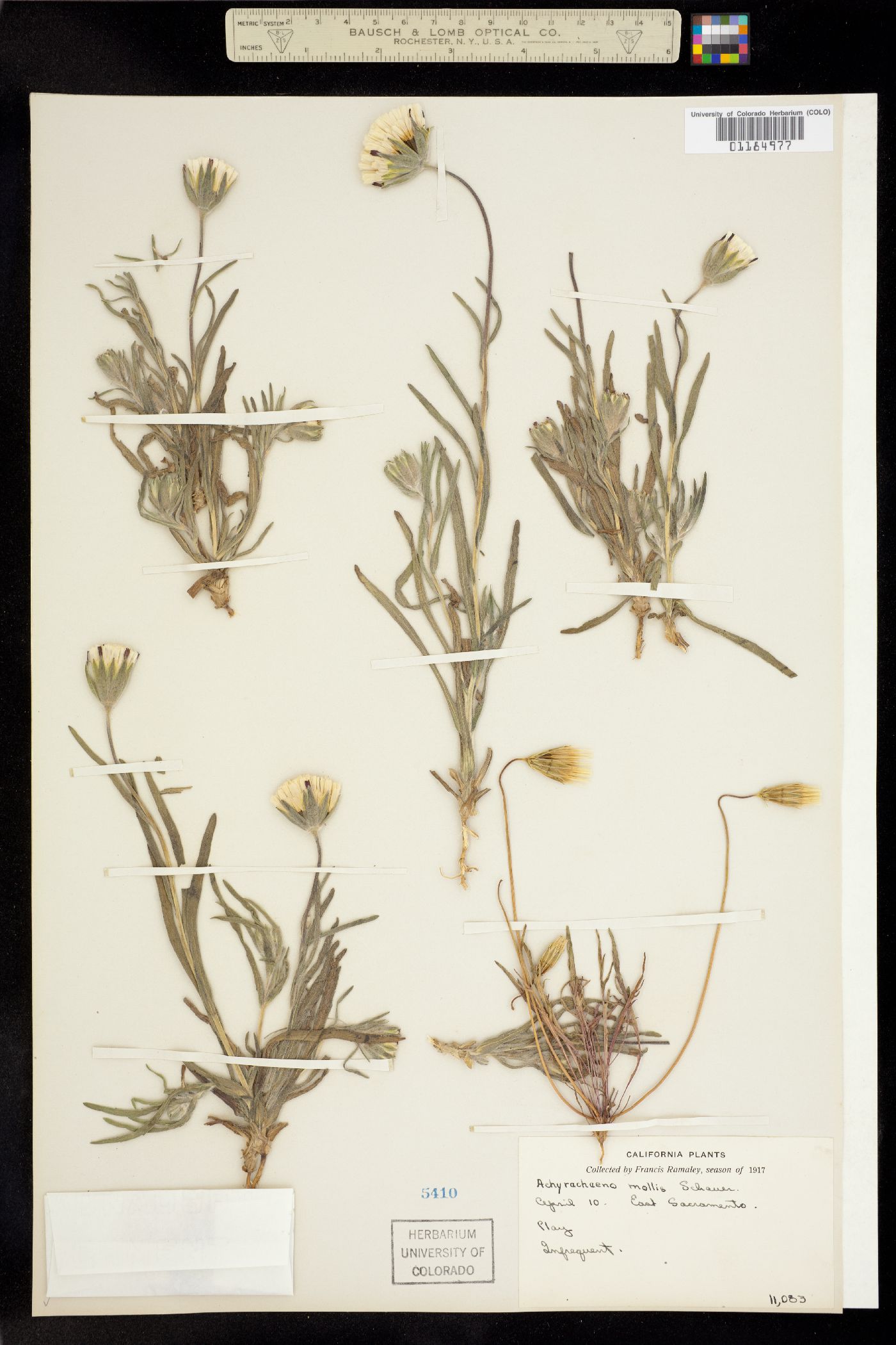 Achyrachaena mollis image