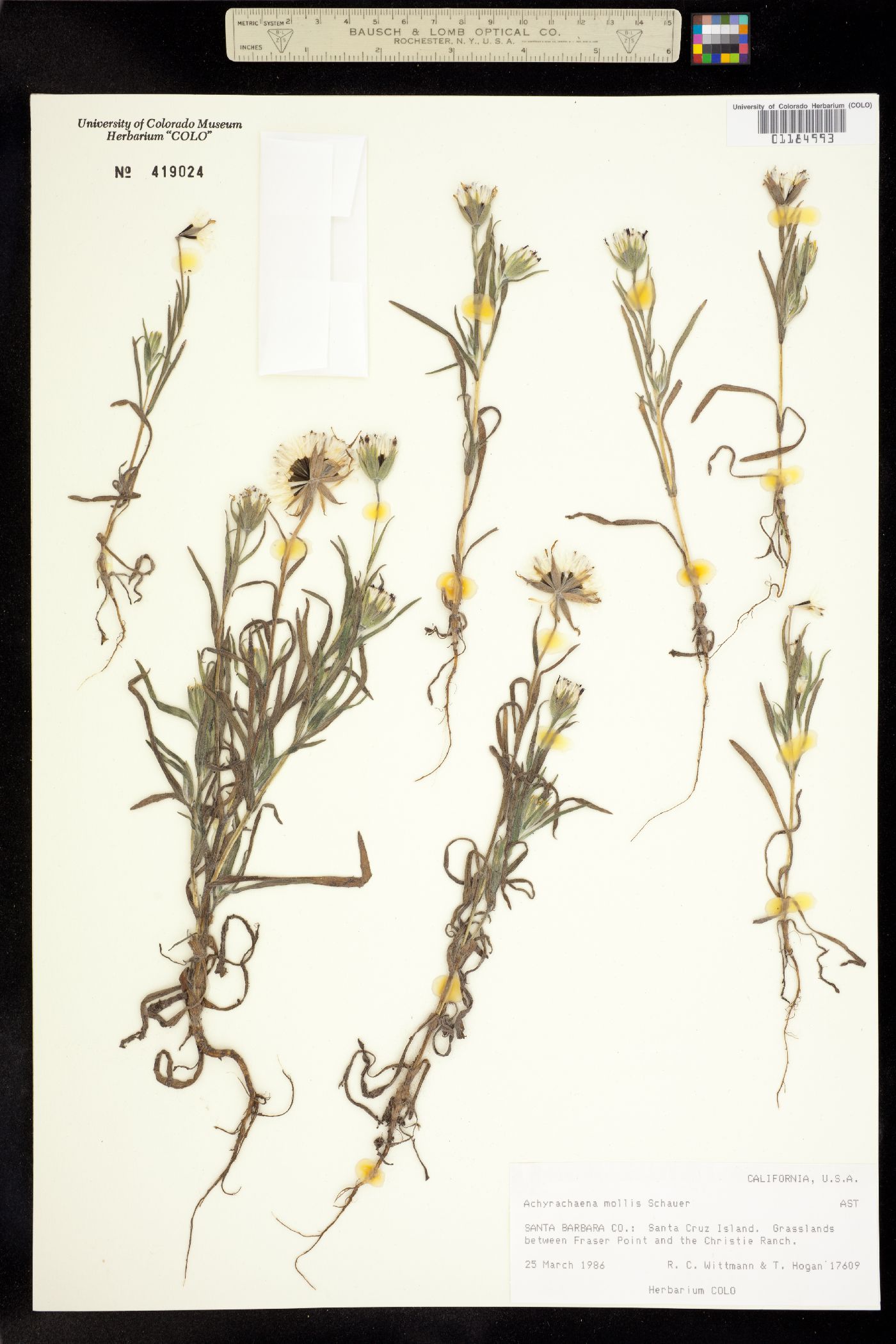 Achyrachaena mollis image