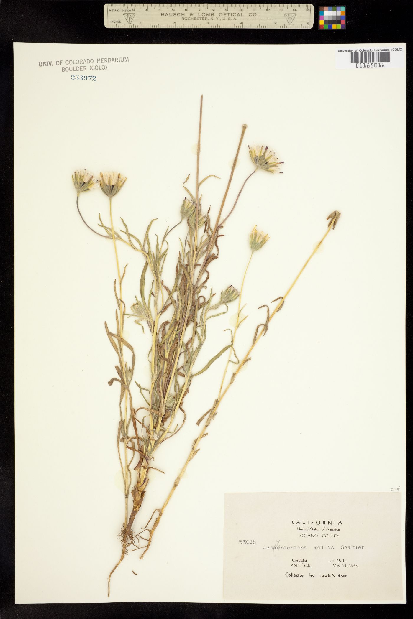 Achyrachaena mollis image