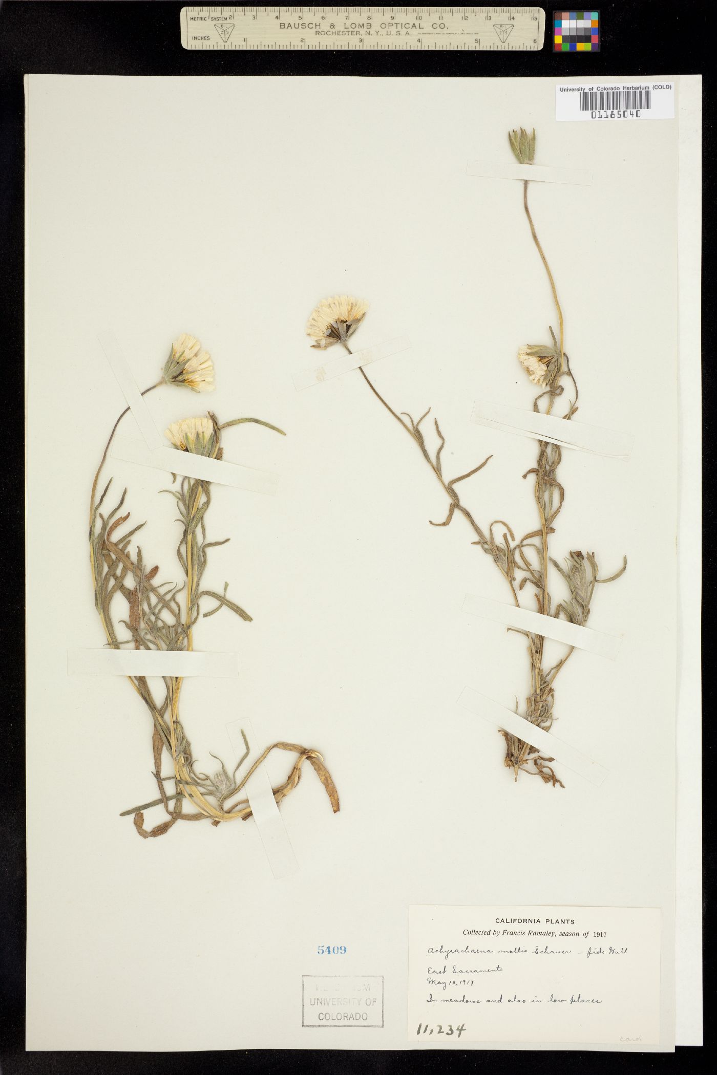 Achyrachaena image