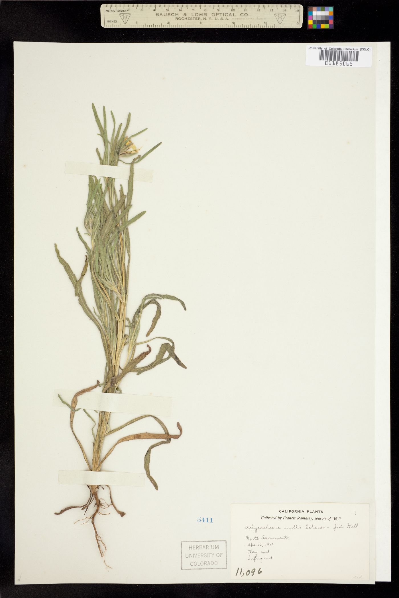 Achyrachaena mollis image