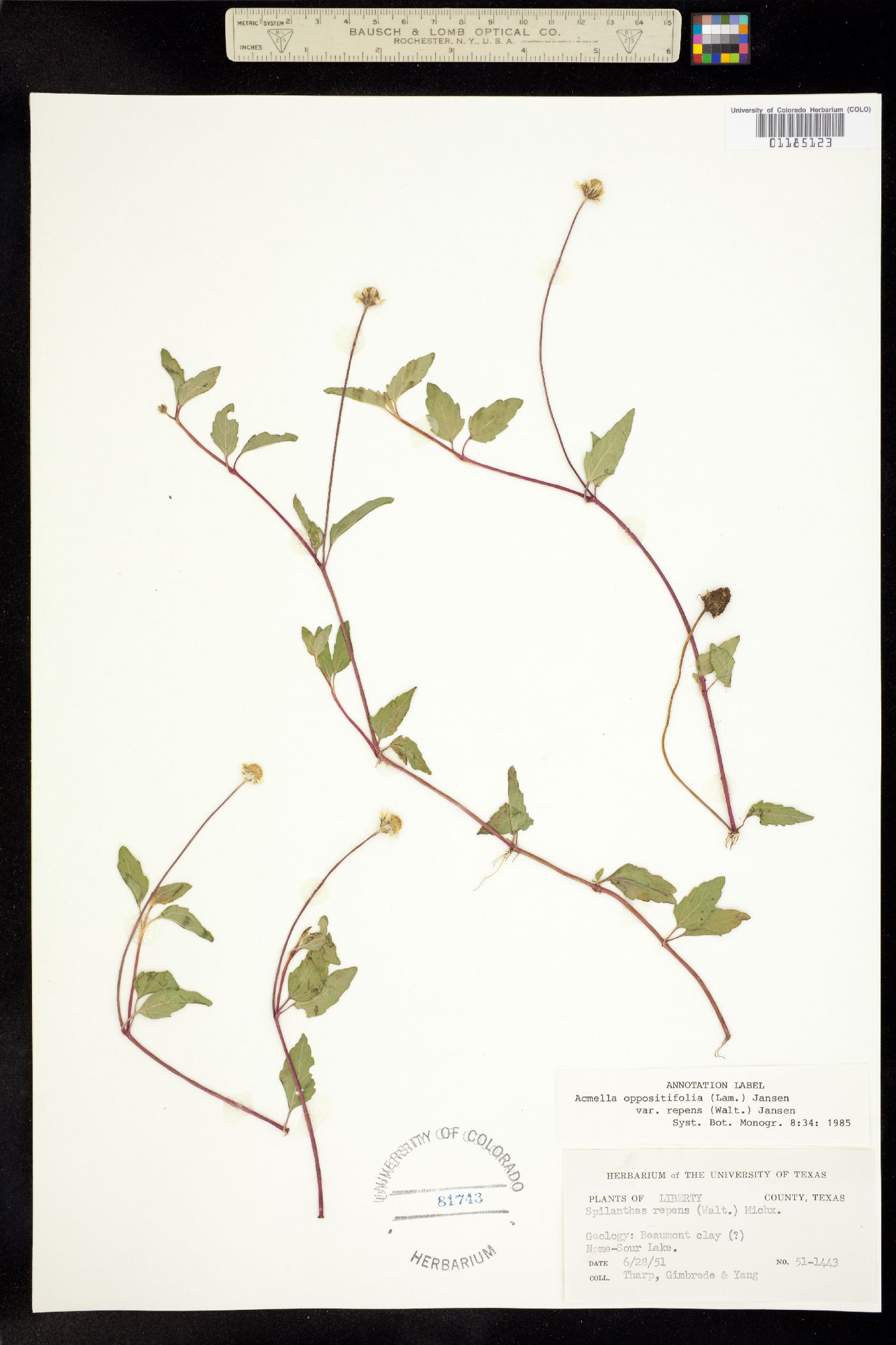 Acmella oppositifolia image