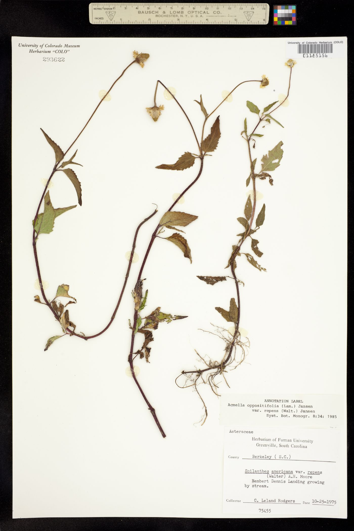 Acmella repens image