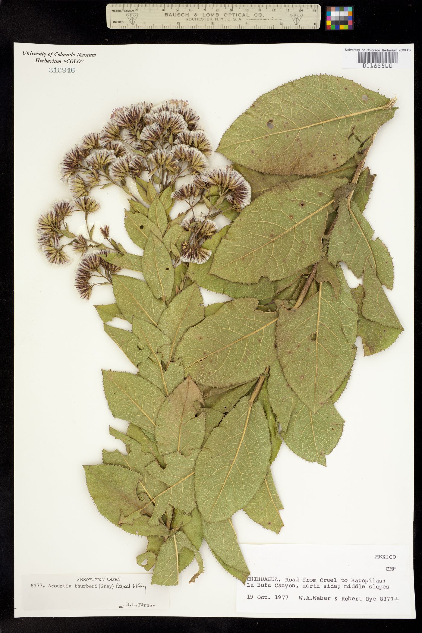 Acourtia thurberi image