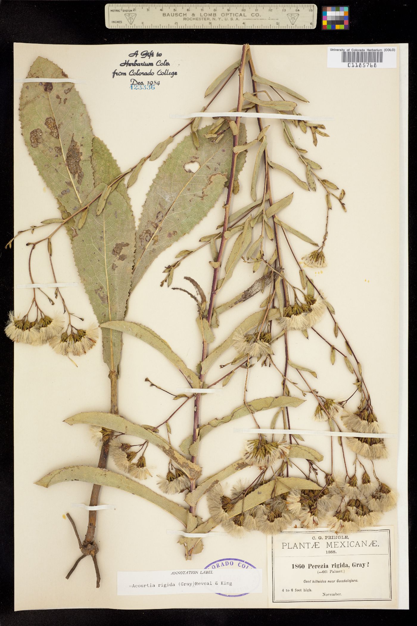 Acourtia rigida image