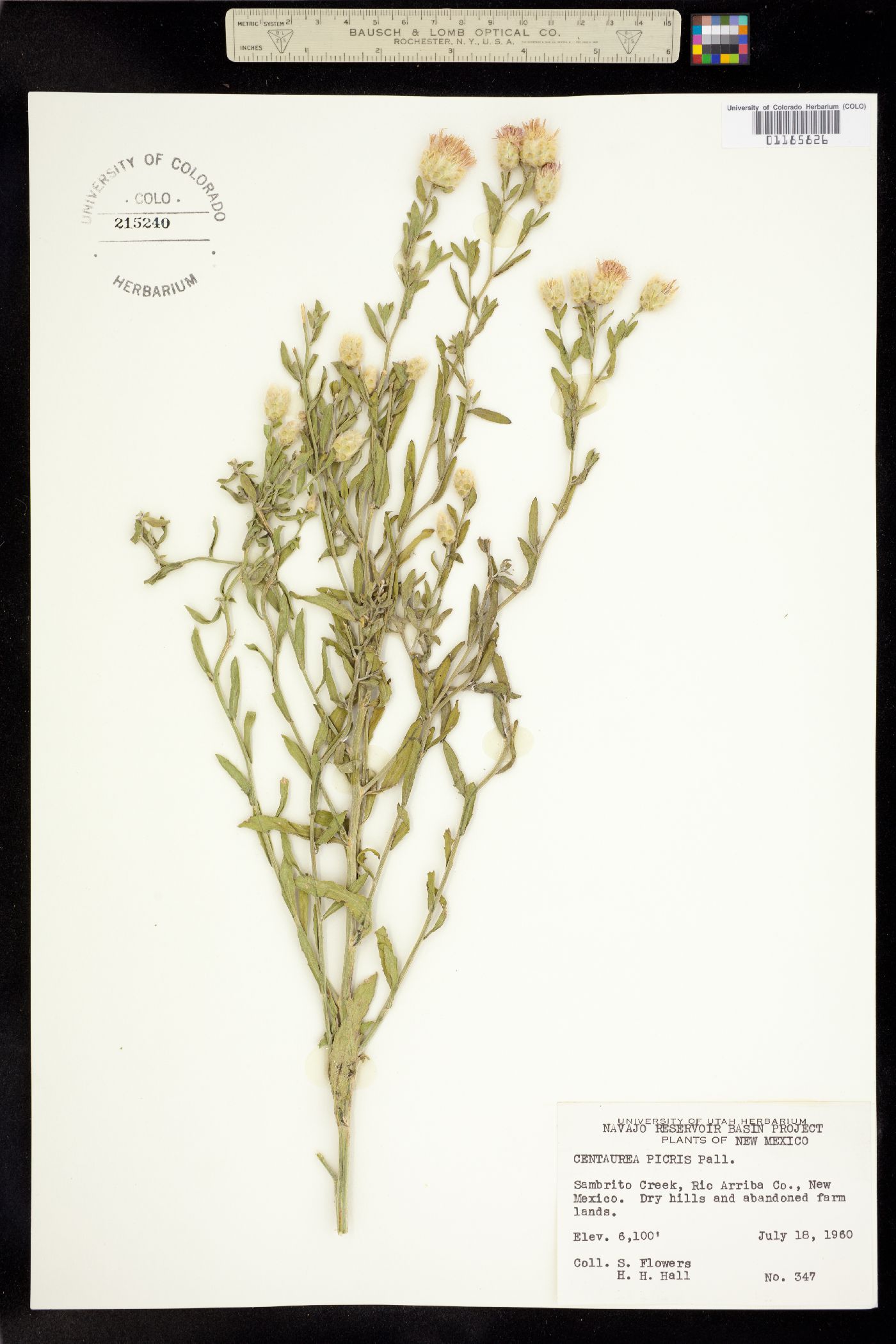 Acroptilon repens image