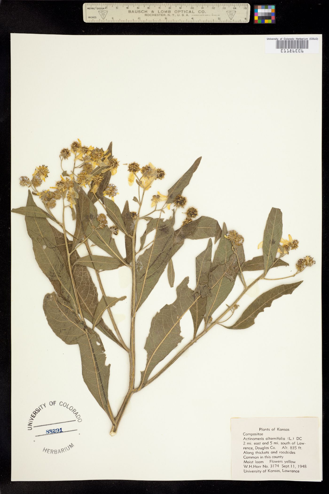 Verbesina alternifolia image