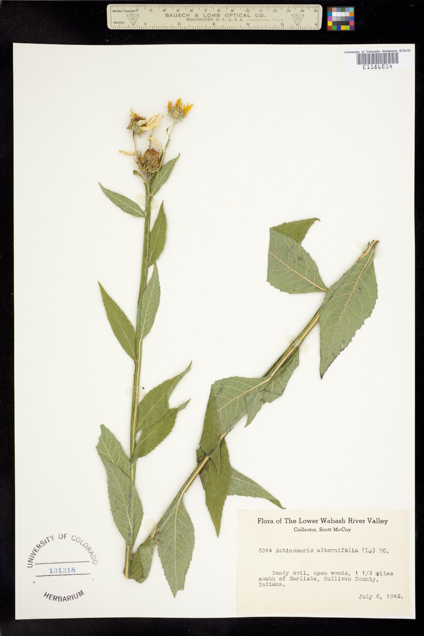 Verbesina alternifolia image