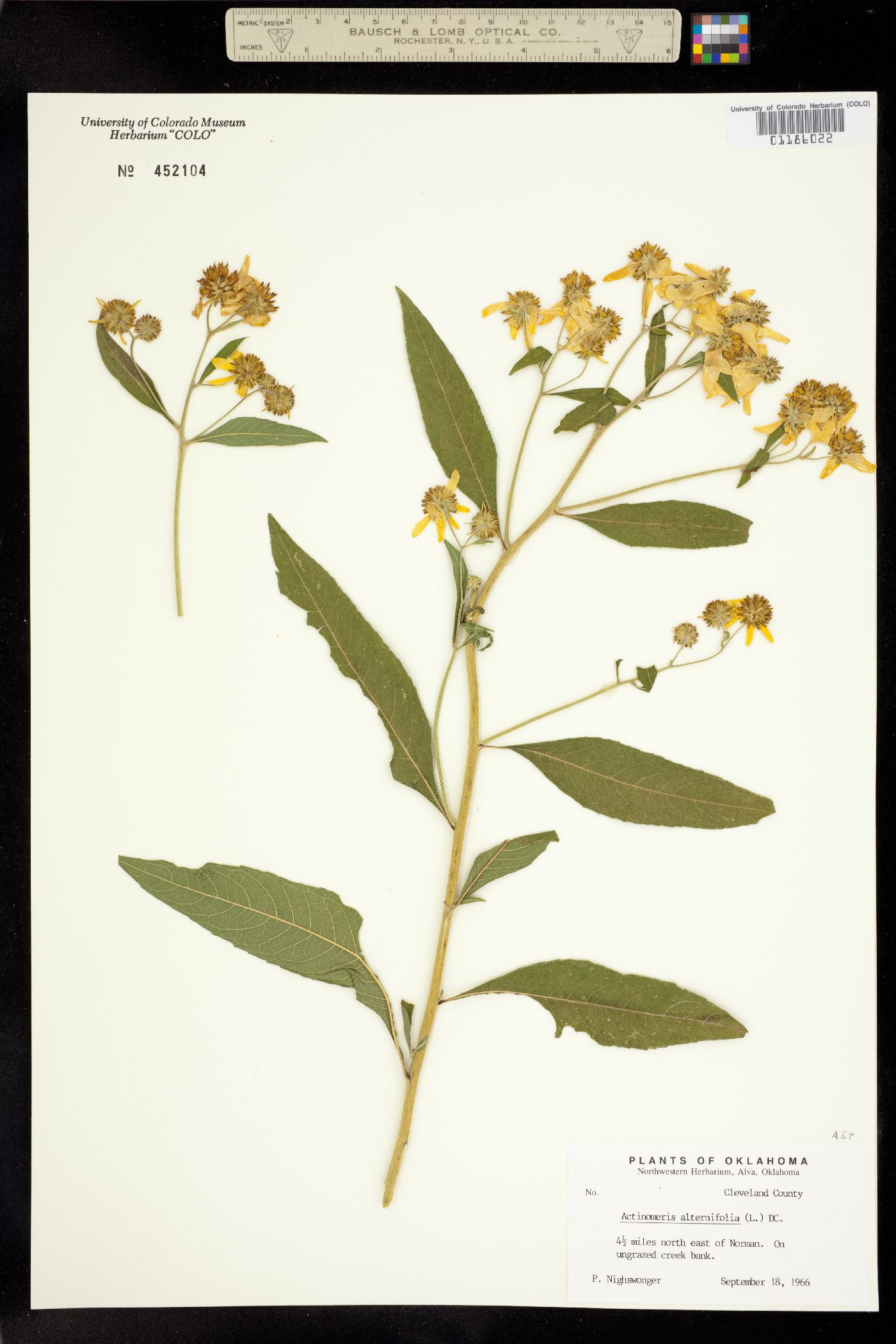 Verbesina alternifolia image