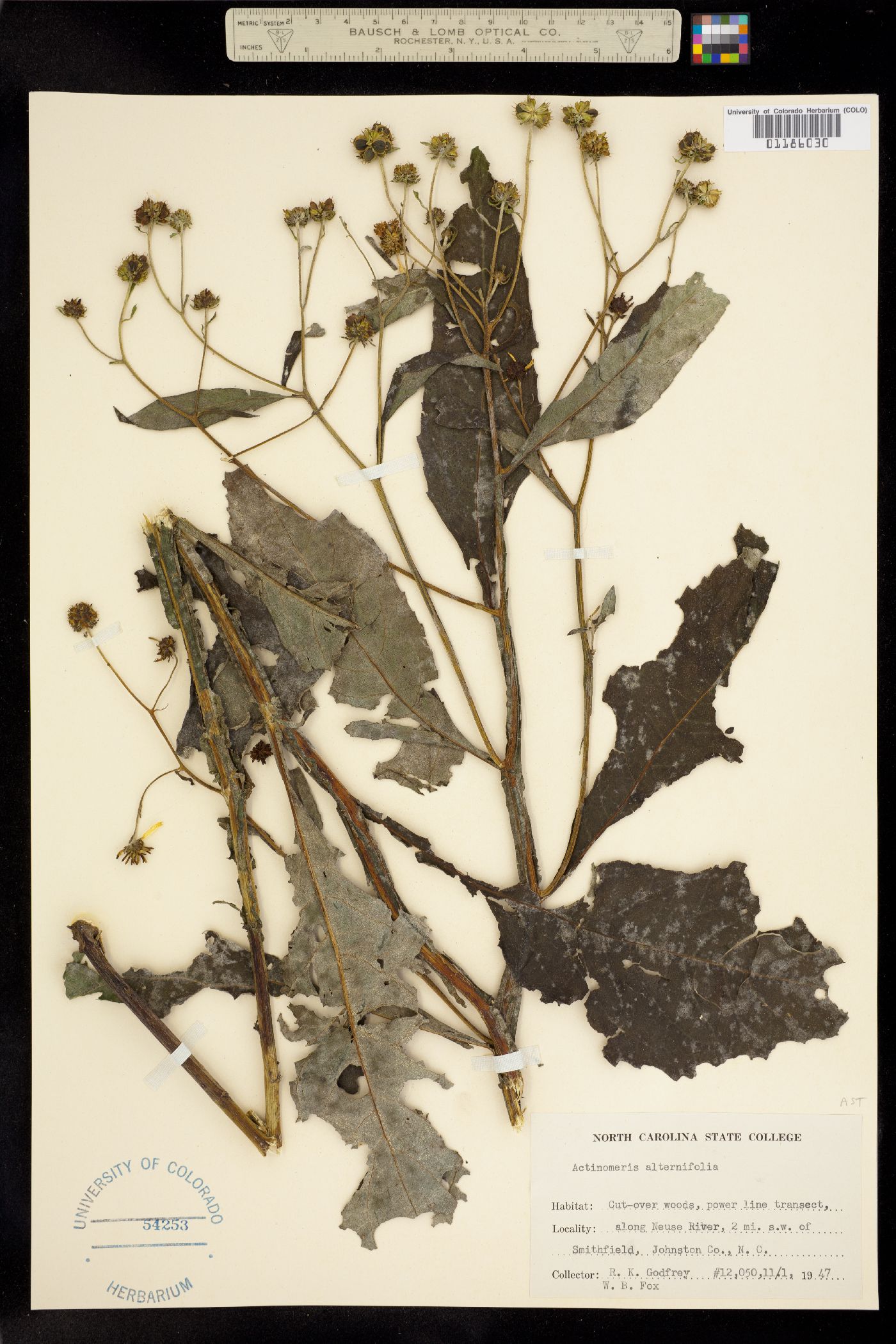 Verbesina alternifolia image