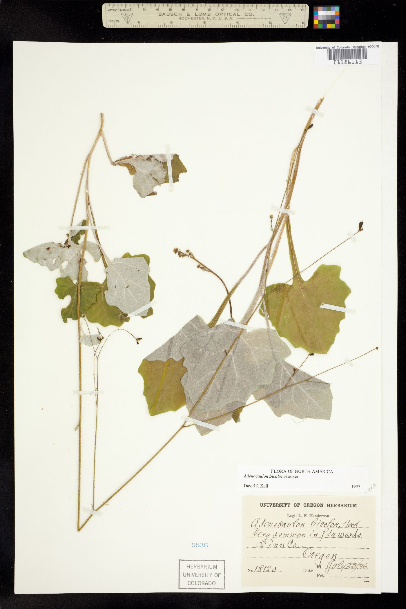 Adenocaulon image
