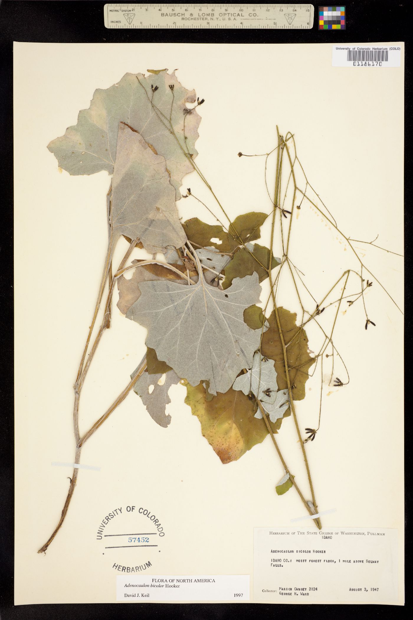 Adenocaulon image