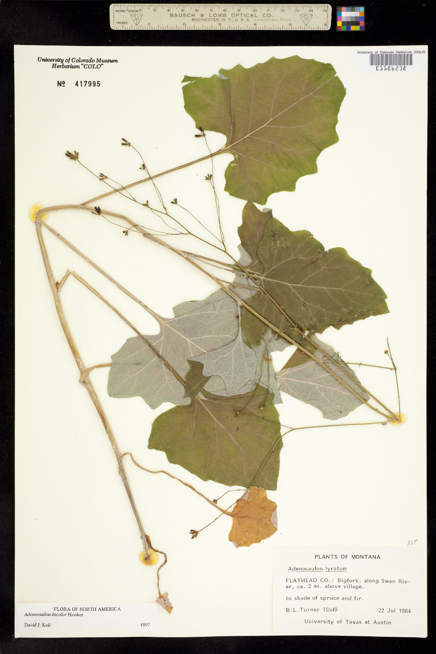 Adenocaulon image