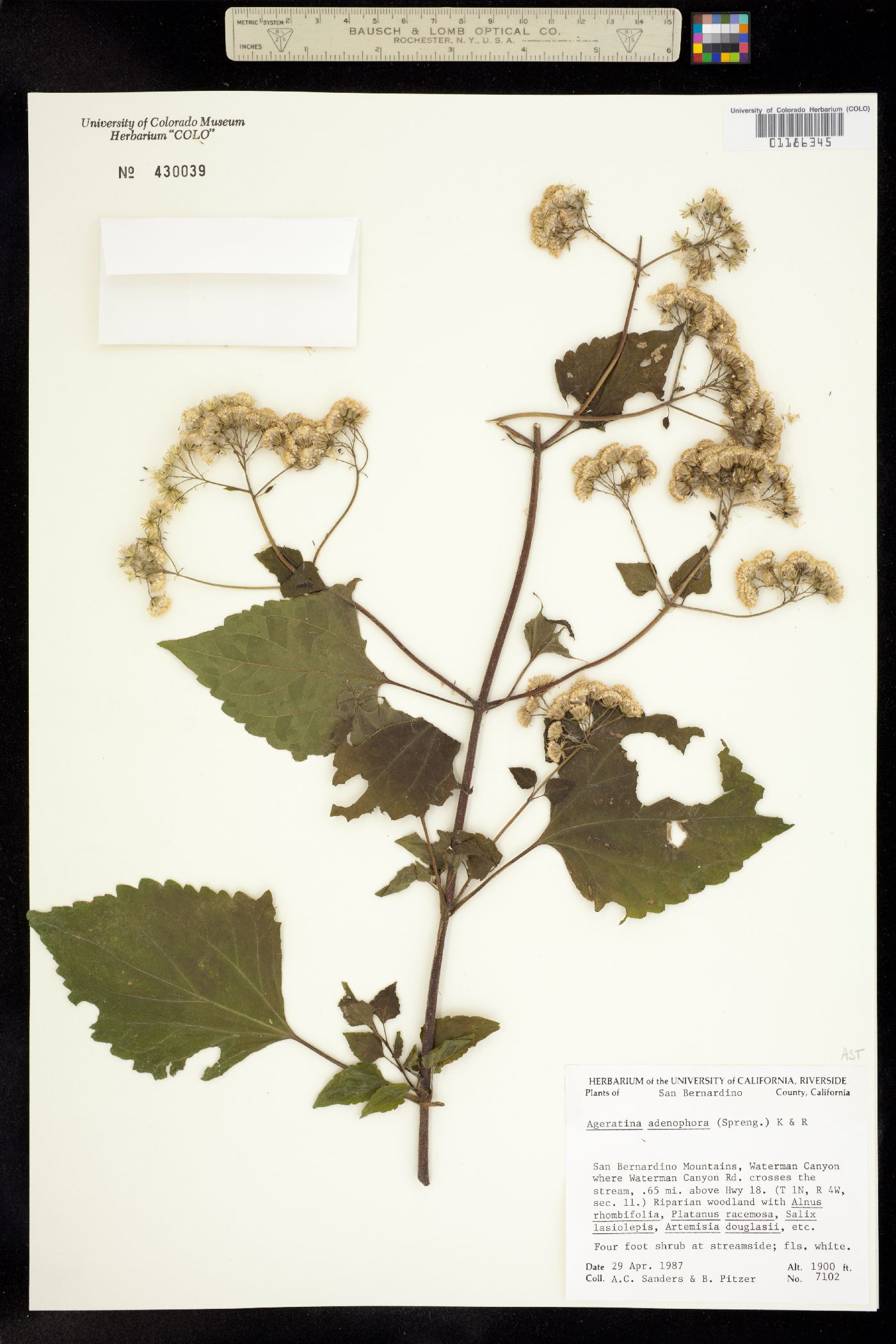 Ageratina image