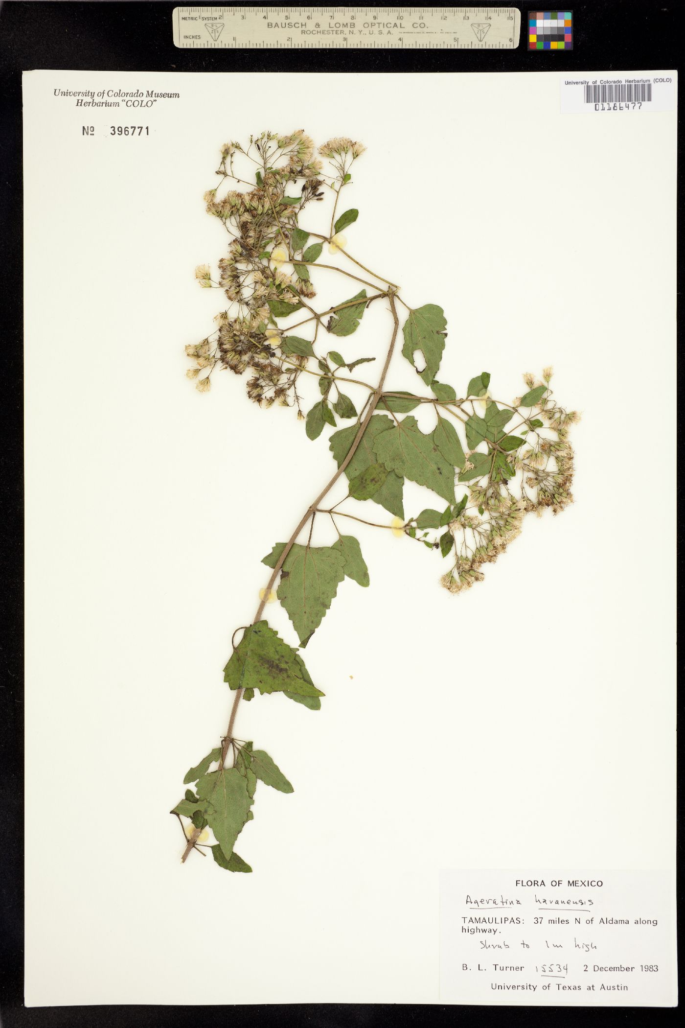 Ageratina havanensis image