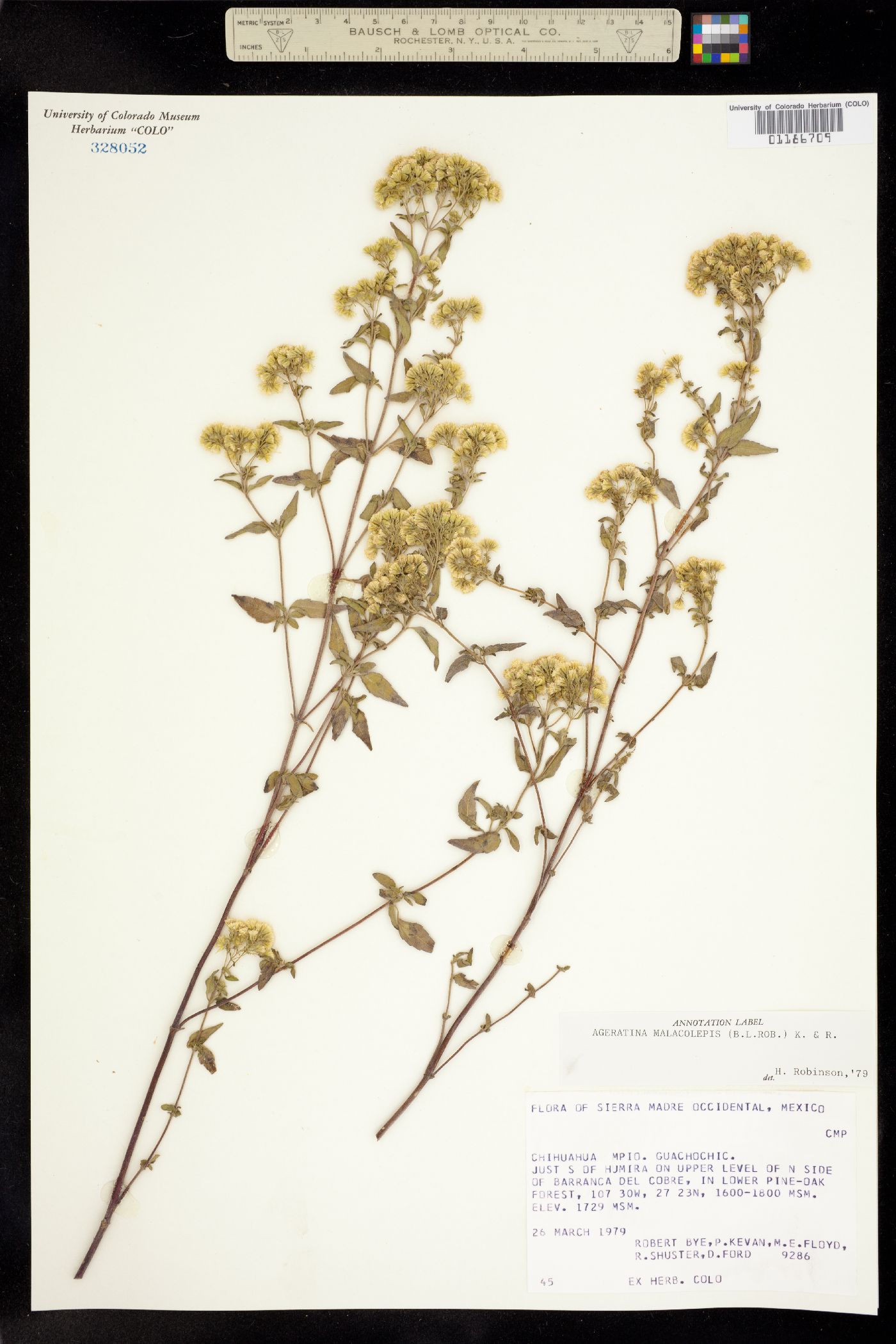 Ageratina malacolepis image