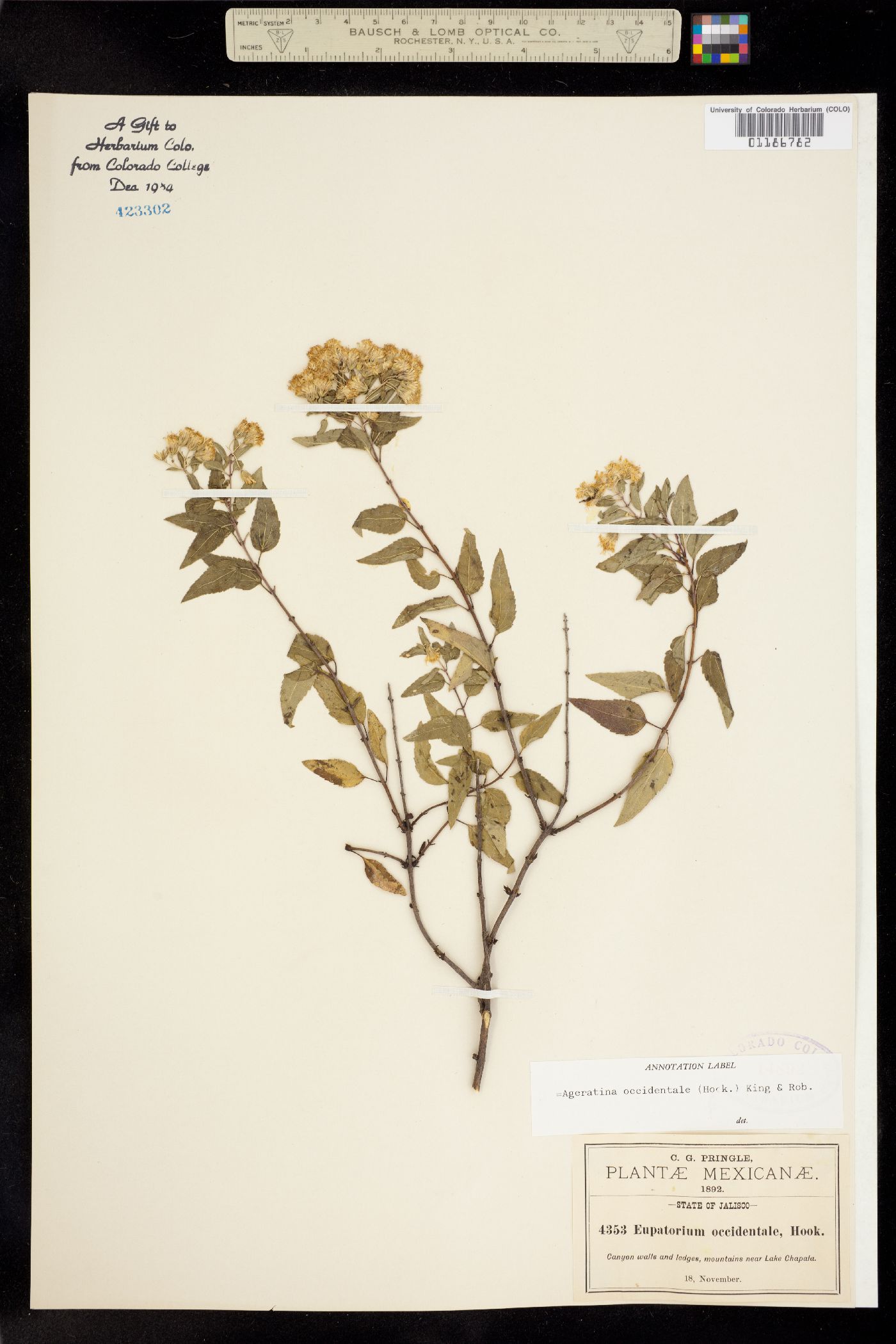 Ageratina occidentalis image