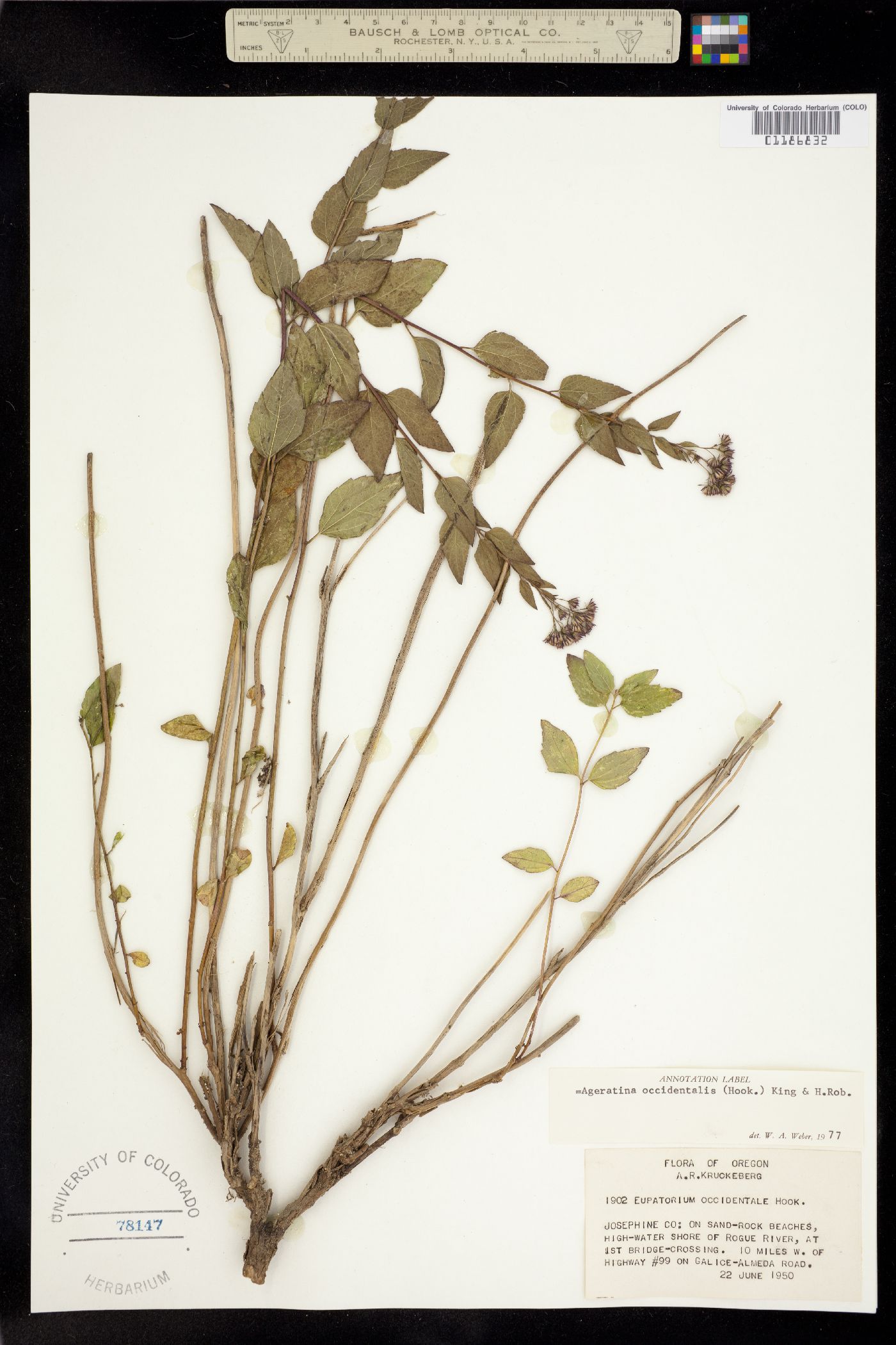 Ageratina occidentalis image