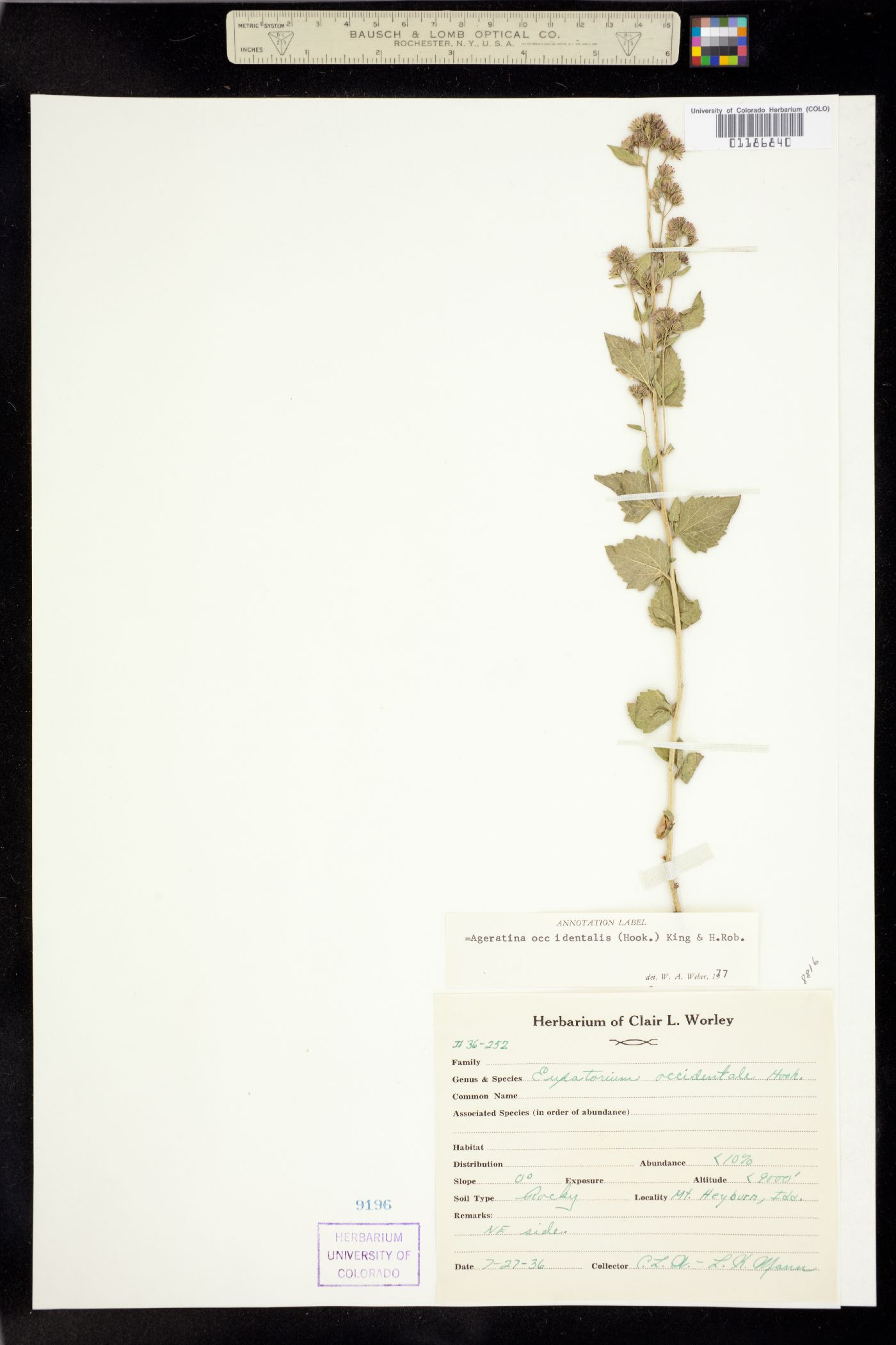 Ageratina occidentalis image