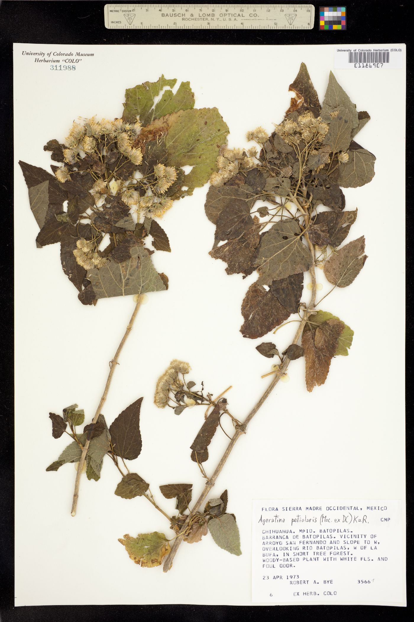 Ageratina petiolaris image