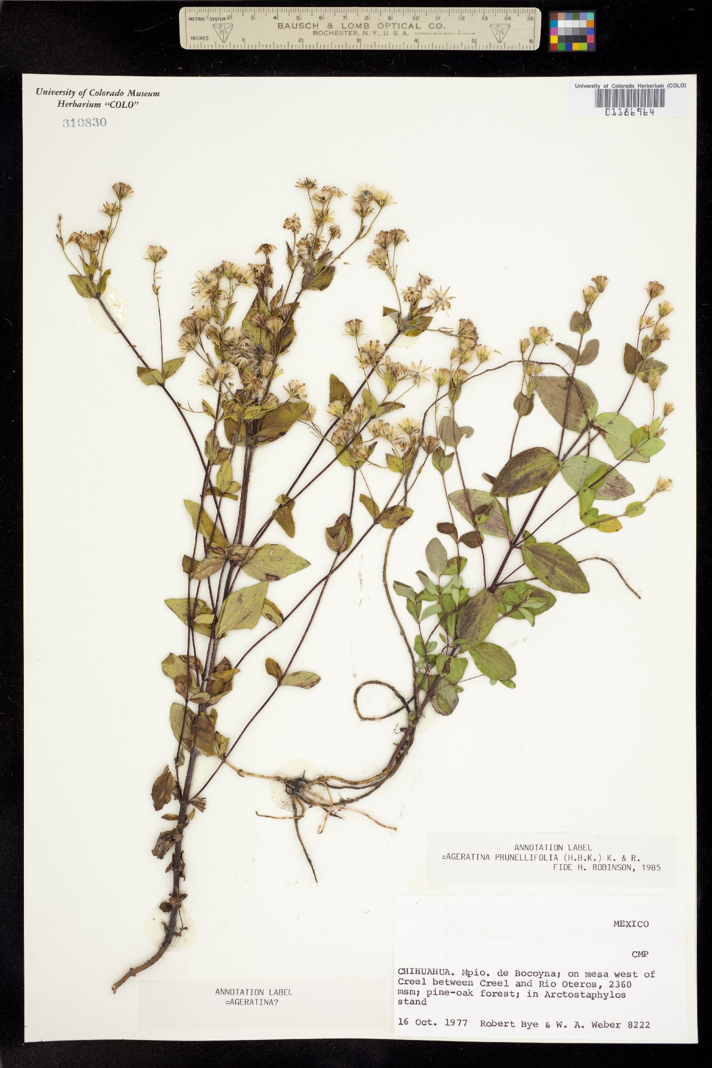 Ageratina prunellifolia image