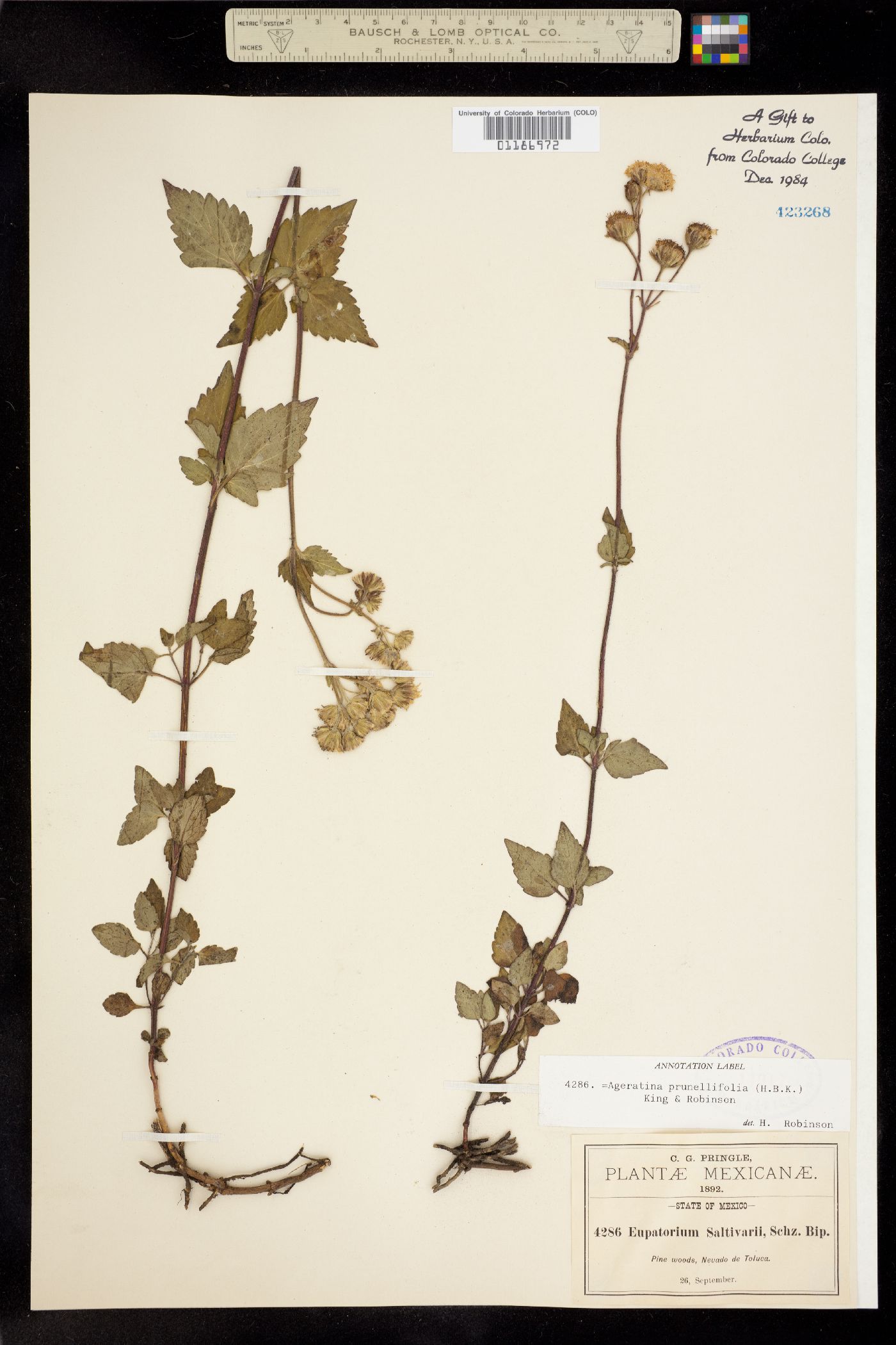 Ageratina prunellifolia image