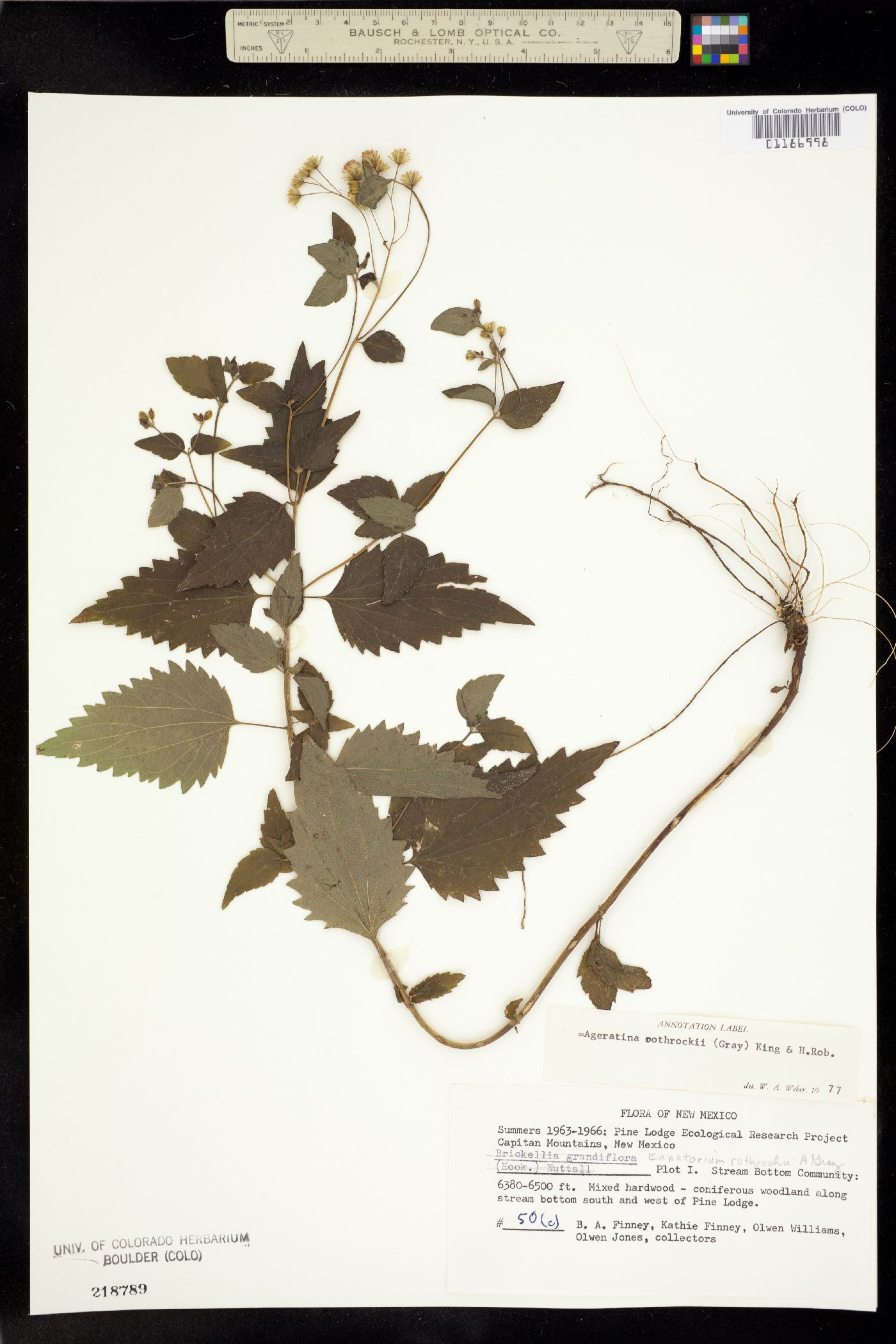 Ageratina rothrockii image