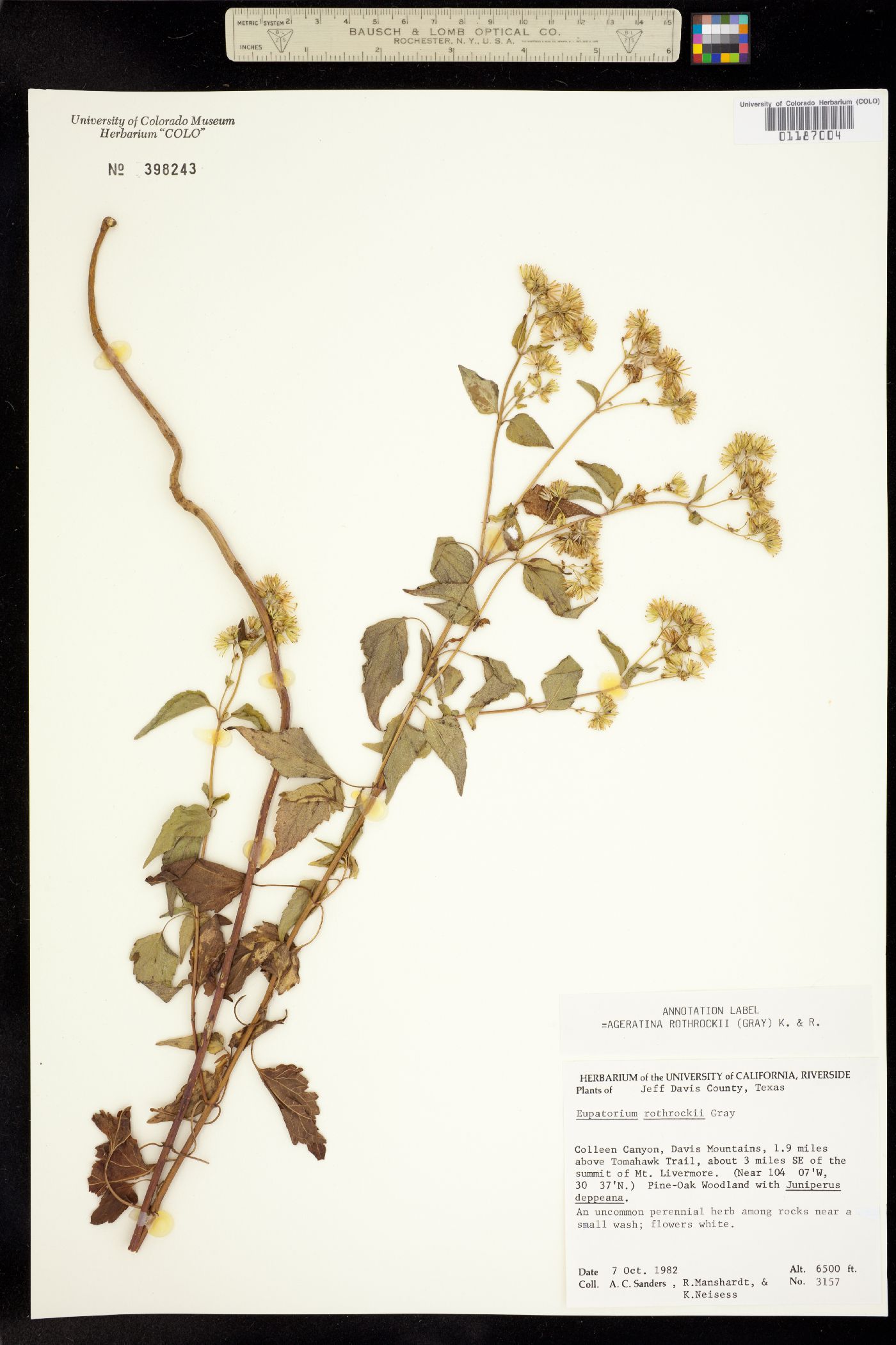 Ageratina rothrockii image