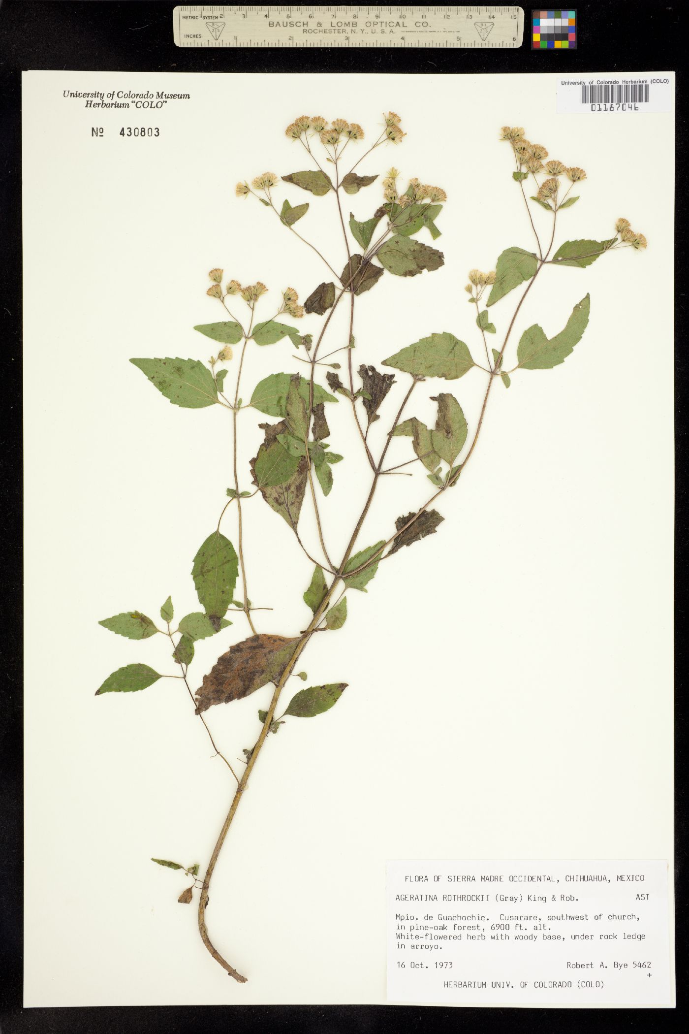 Ageratina image